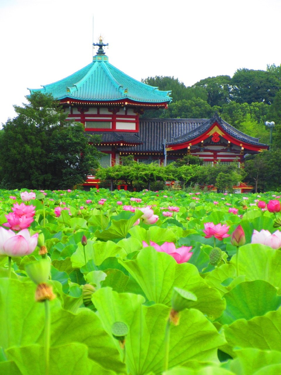 上野不忍池の蓮の花 2024｜ミント