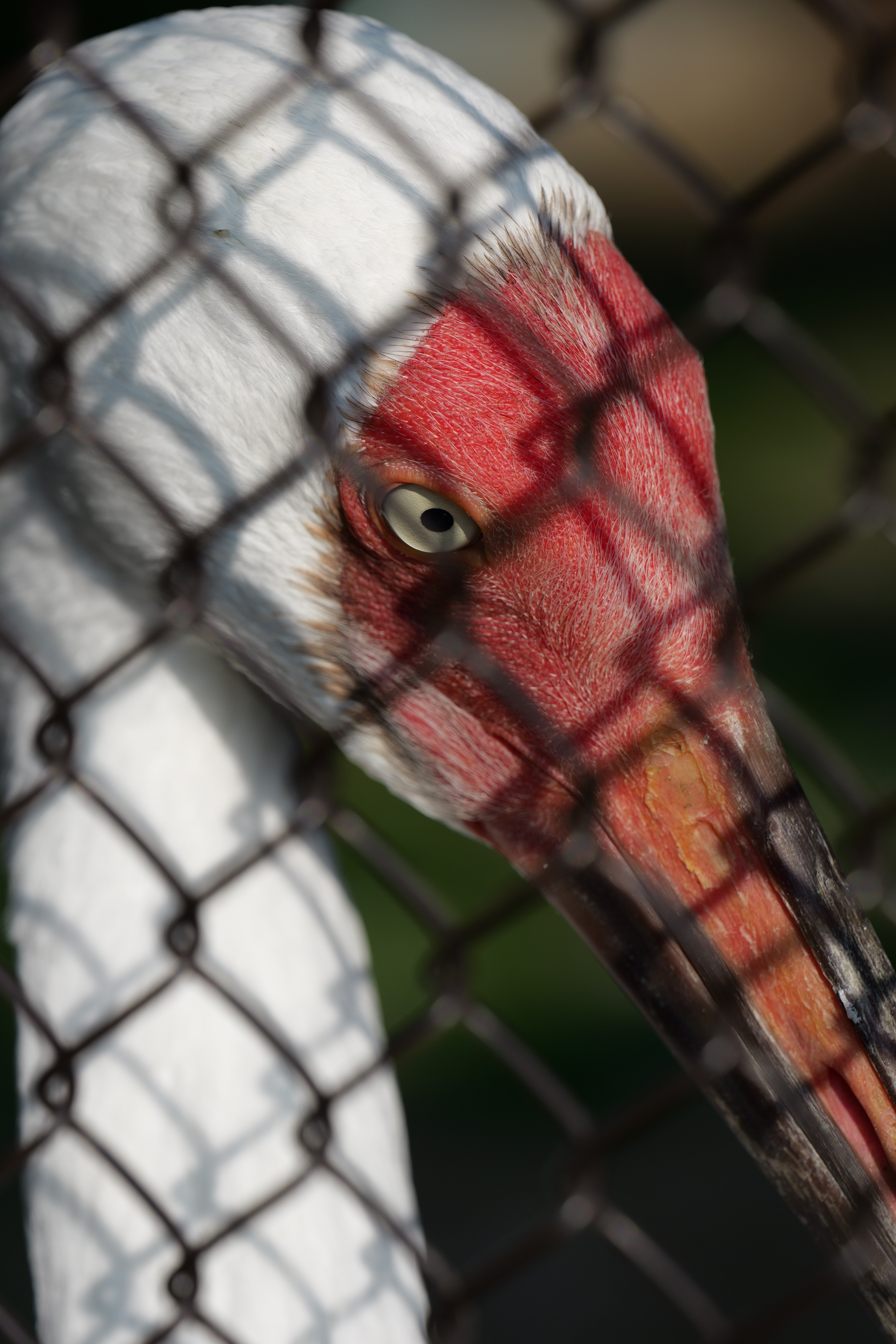 LUMIX S 70-300mm F4.5-5.6 MACRO O.I.S.【Photo Journey #04】｜LUMIX