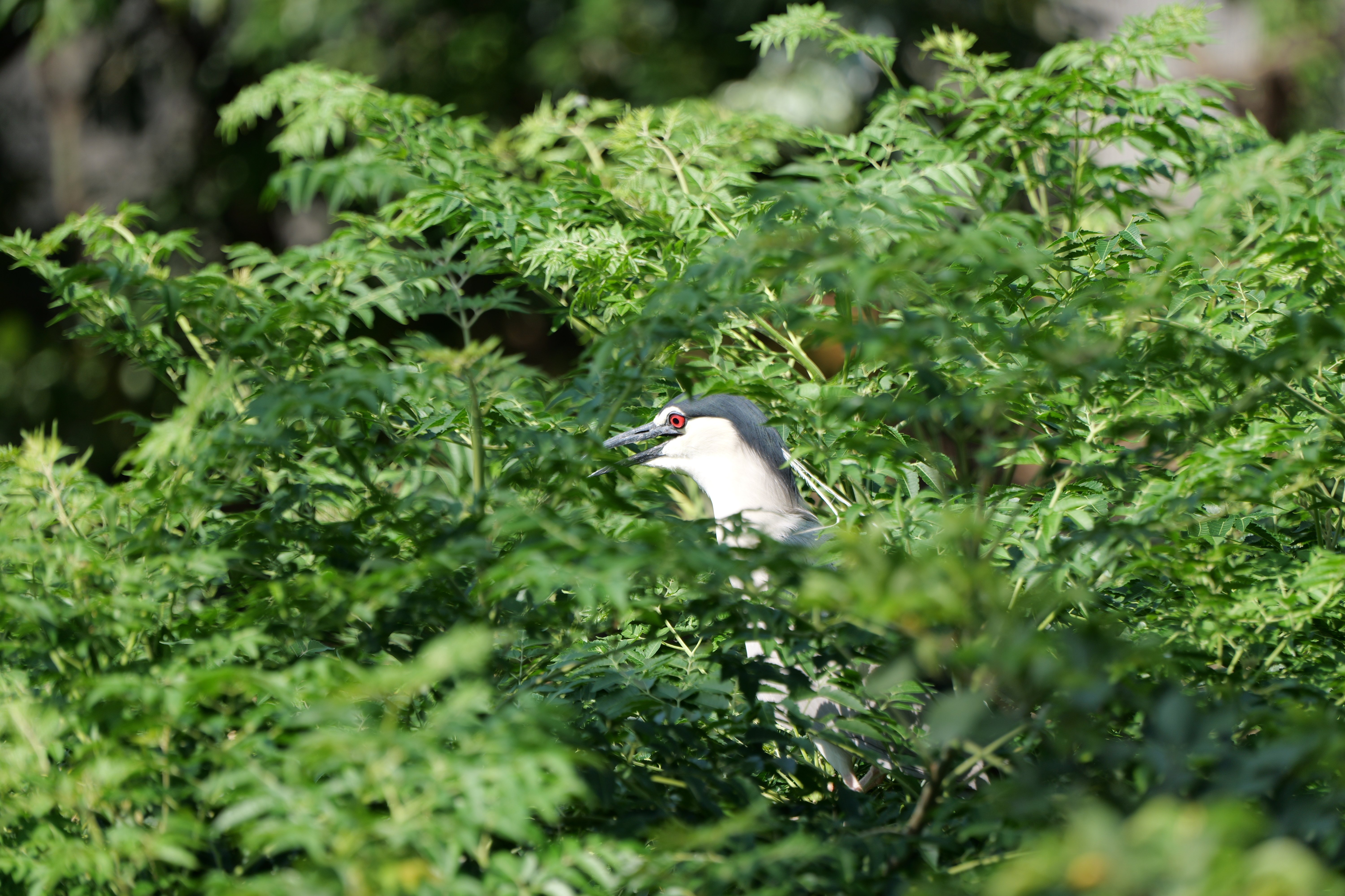 LUMIX S 70-300mm F4.5-5.6 MACRO O.I.S.【Photo Journey #04】｜LUMIX