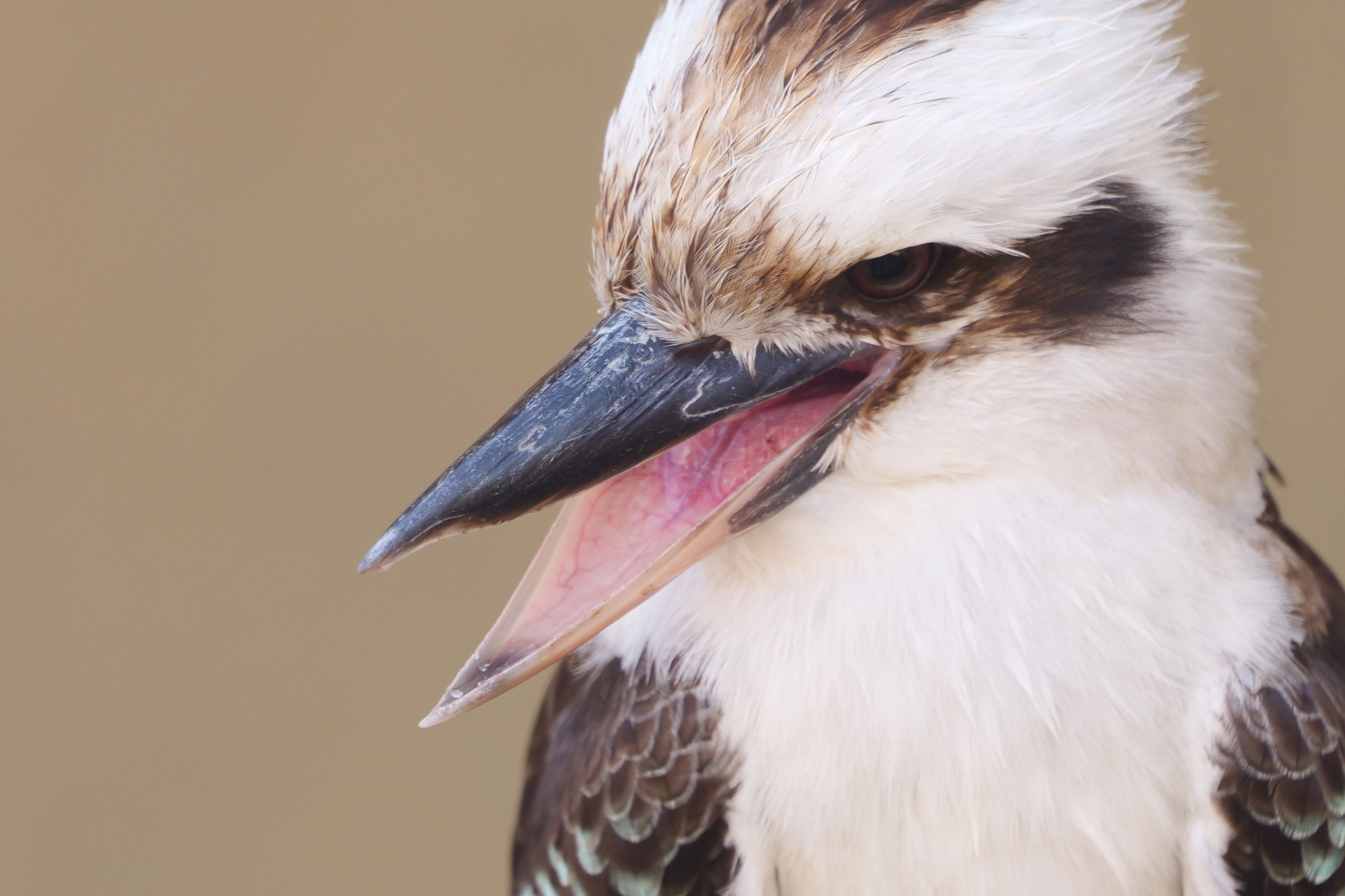 LUMIX S 70-300mm F4.5-5.6 MACRO 作例付き LUMIX S 70-300mm F4.5-5.6 MACRO O.I.S.【Photo Journey #04】｜LUMIX