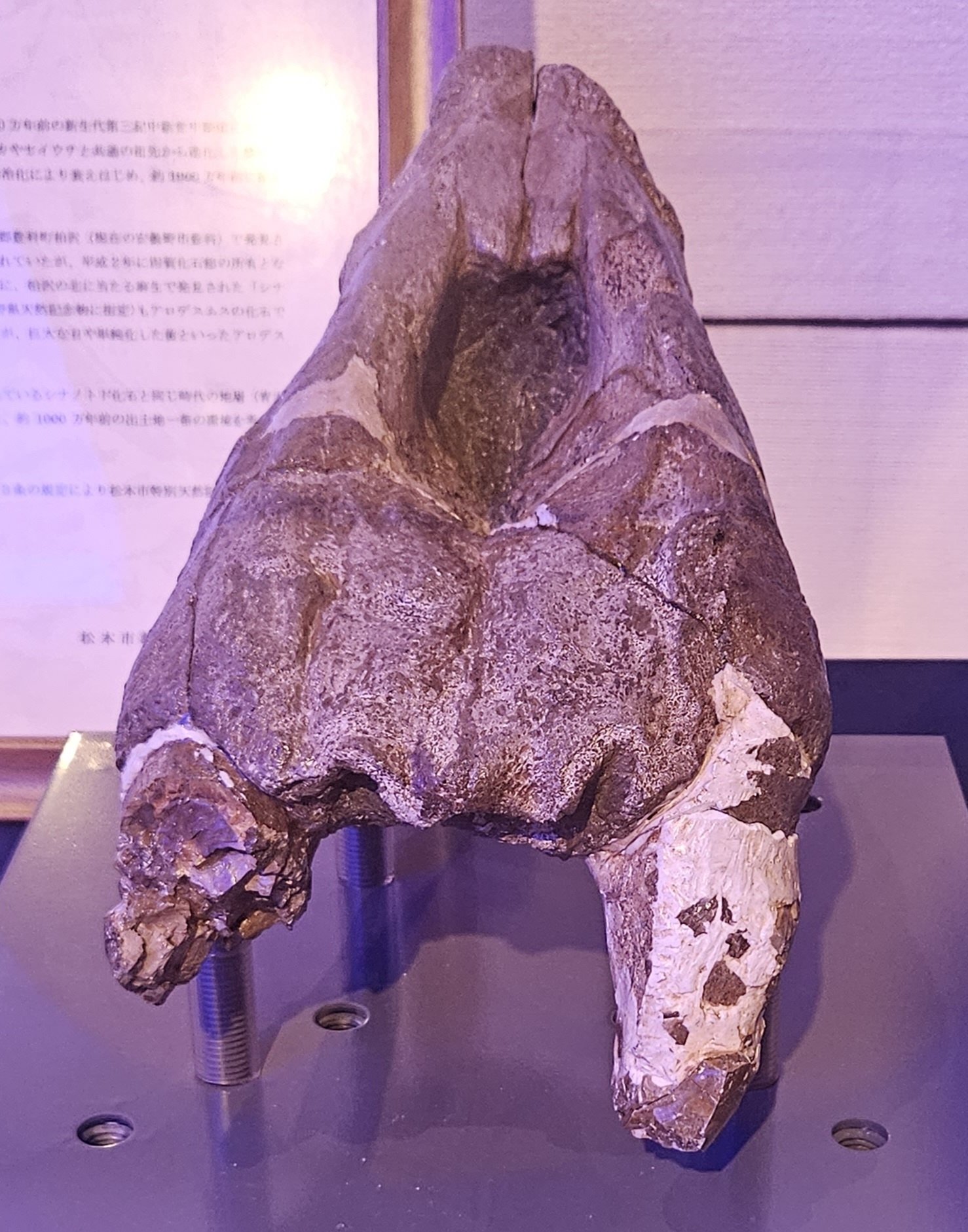 The Lost Universe 古代の巨大鰭脚類②巨大デスマトフォカ類