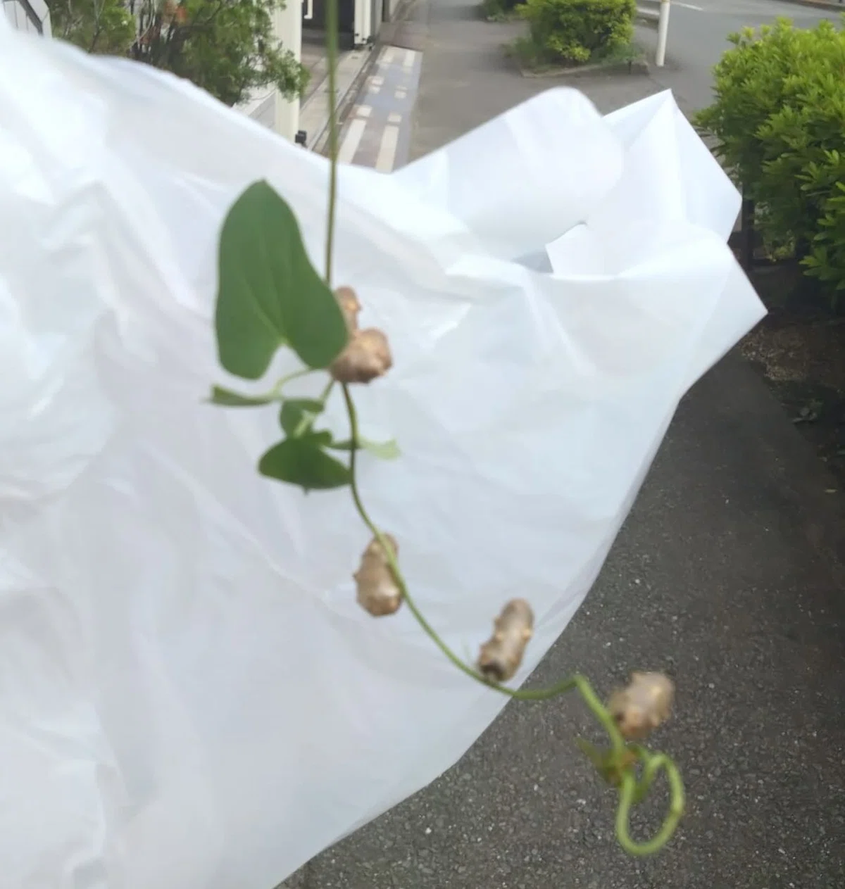 虫なのか植物なのか シダについてた変なもの｜扶美きち
