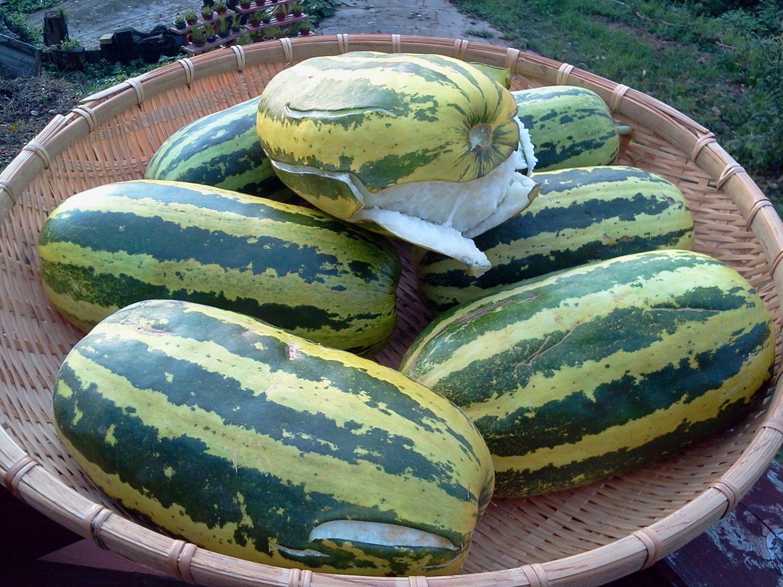 天平メロン」収穫🌱～古事記と万葉集に登場する「熟瓜(ほぞちうり