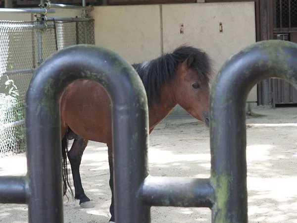 ノマウマの写真8
