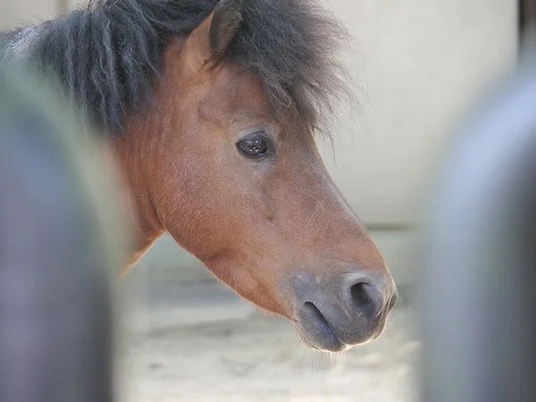 ノマウマの写真7