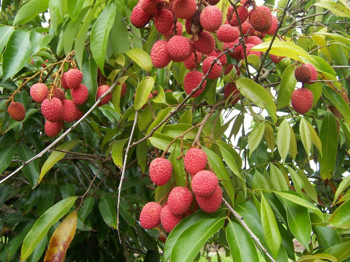 茘枝(れいし)＝ライチ