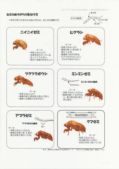 セミの抜け殻調査｜Makoto Okada