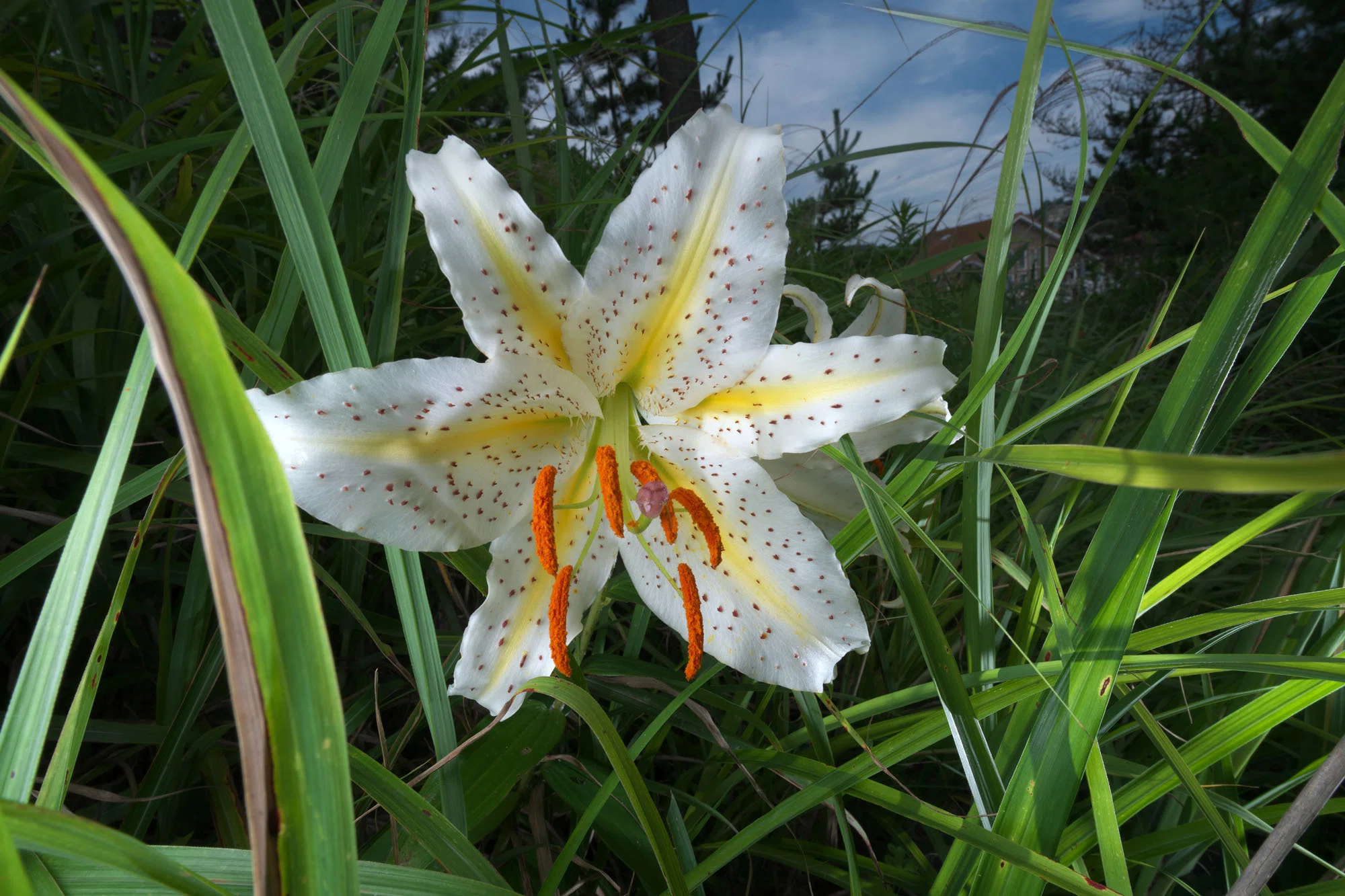 ストロボライティングで撮る花085（小貝ヶ浜緑地）｜フユキ／西川冬旗
