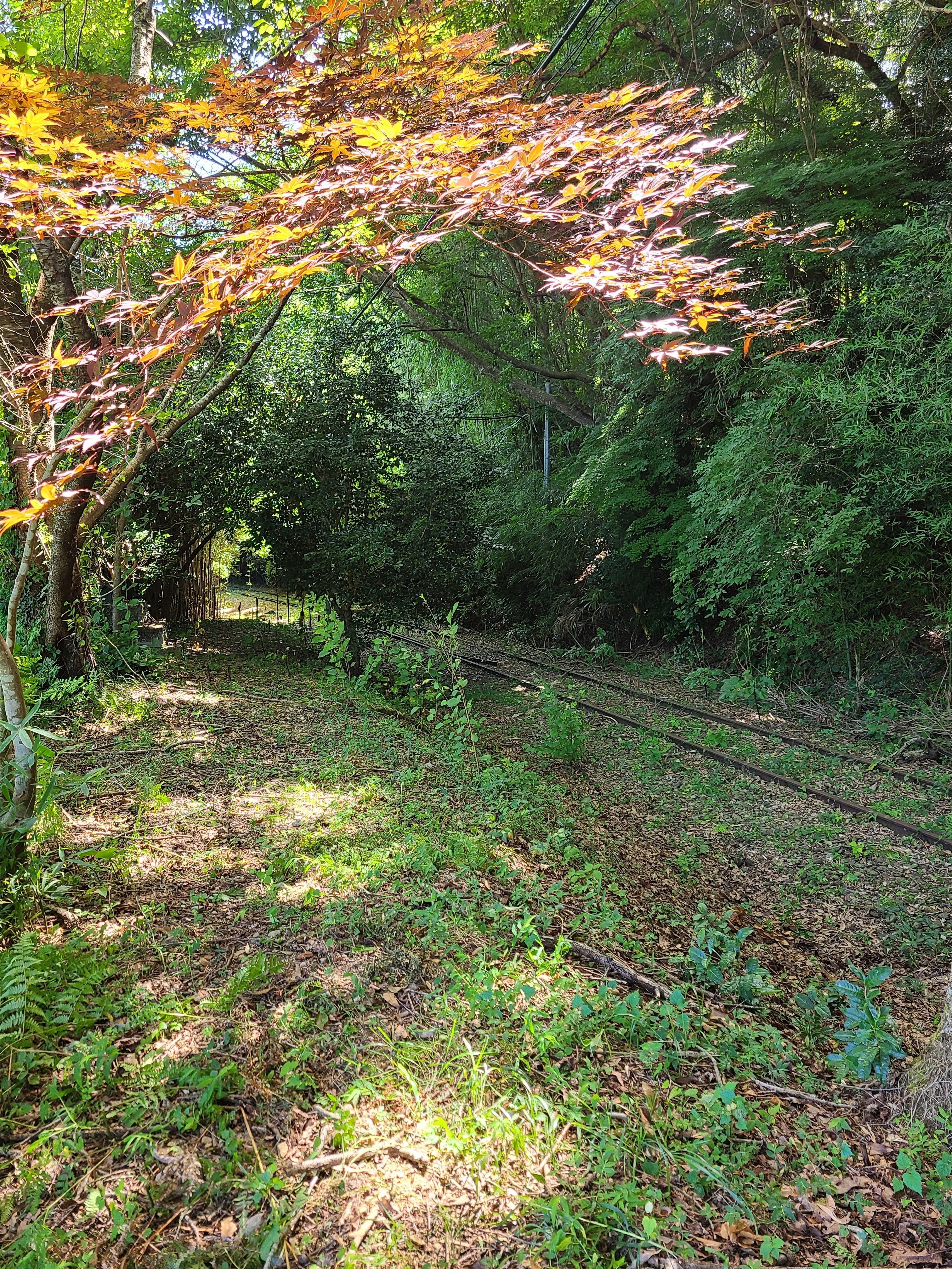 枯れ枝は放置厳禁！樹木にとっての悪影響と対策｜midoritoridori