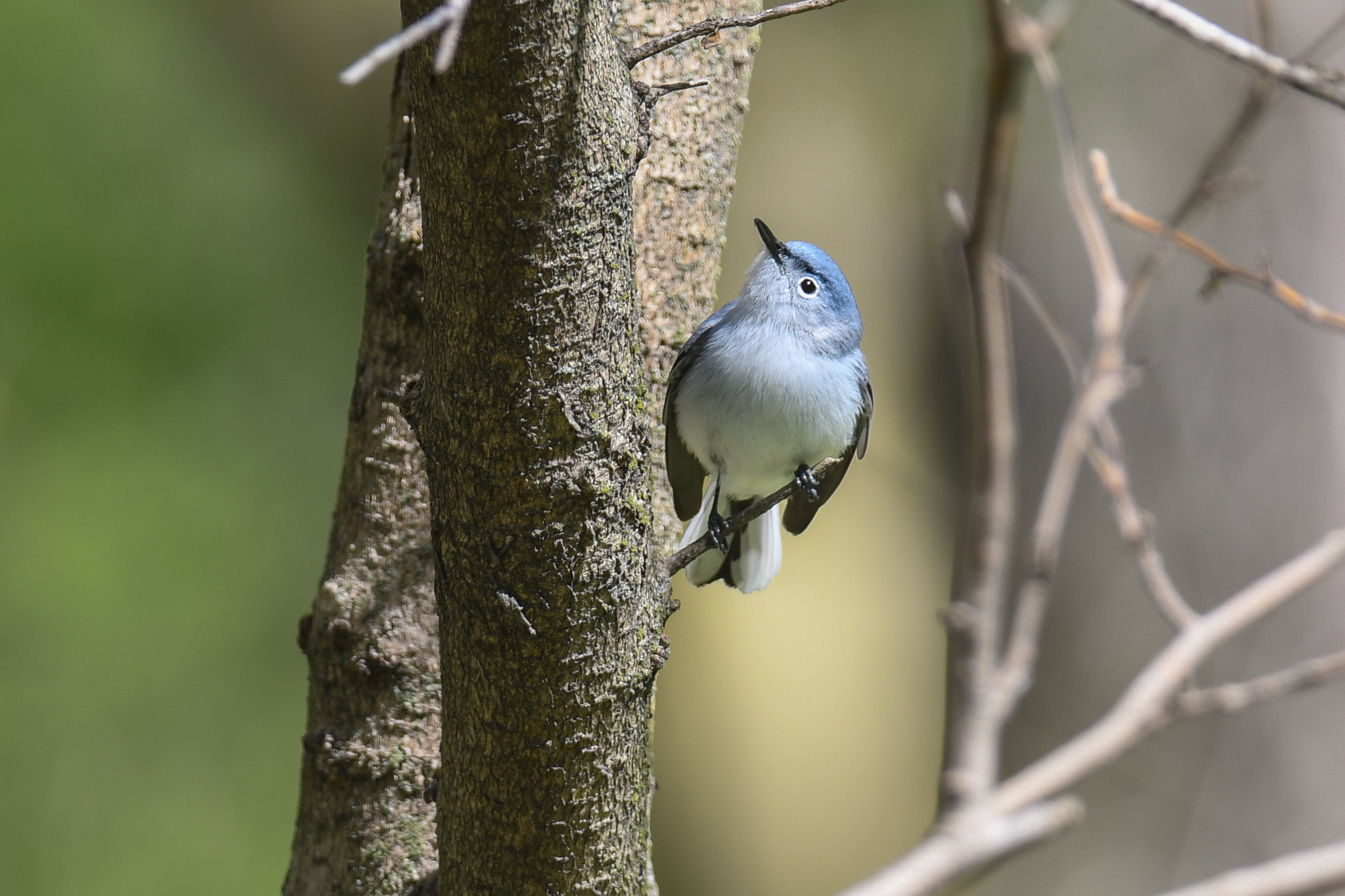 シカゴでバードウォッチング！】 Blue-gray Gnatcatcher