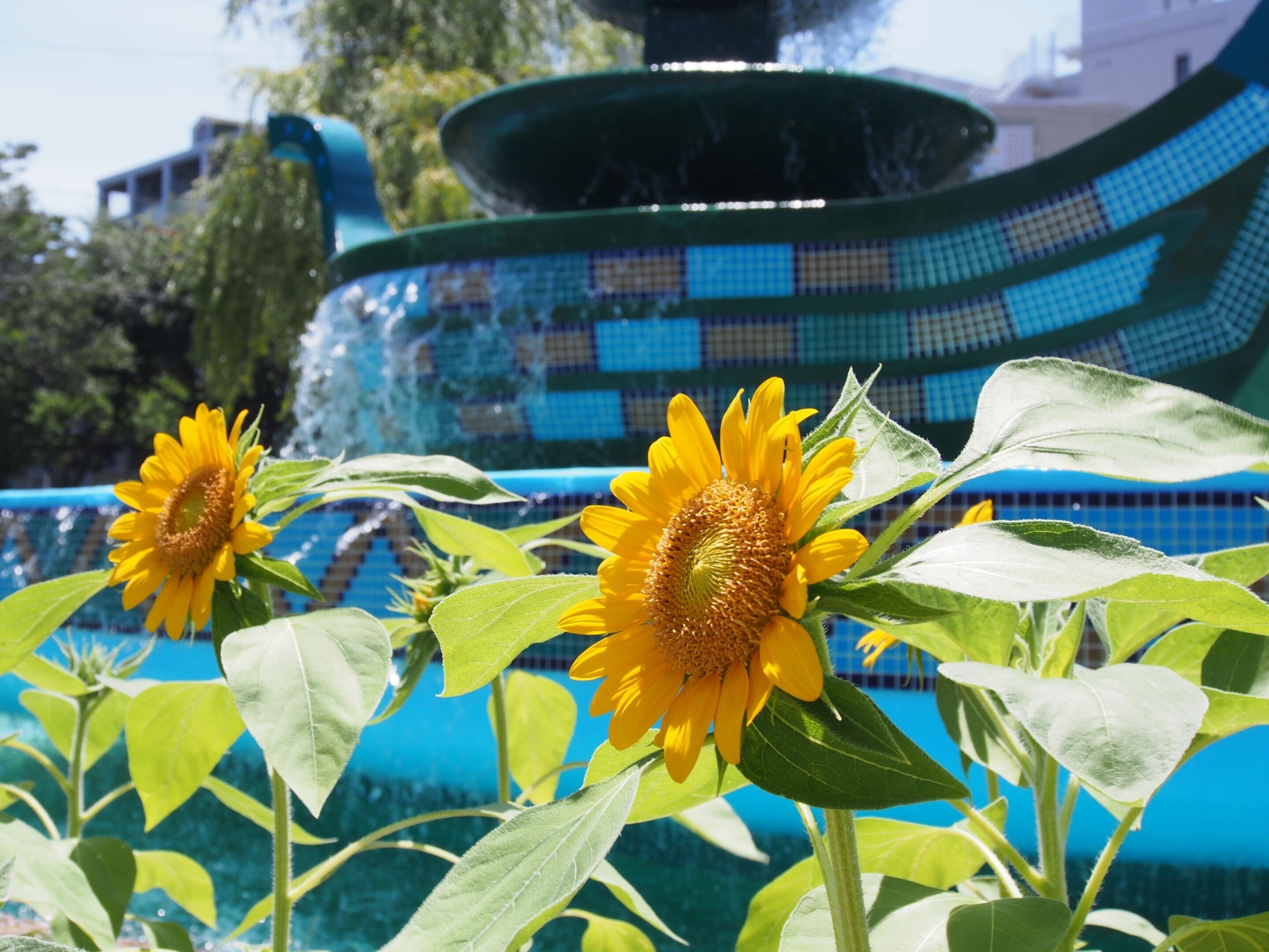 尼崎市 武庫之荘駅2024年7月29日【ひまわり】｜レタス