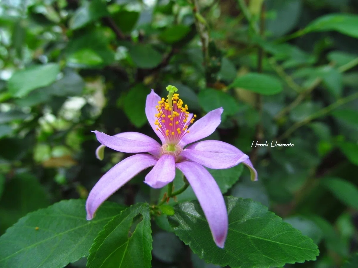 スイレンボク　睡蓮木　観葉植物　苗　花木 スイレンボク（睡蓮木）Grewia occidentalis｜ume_hiro