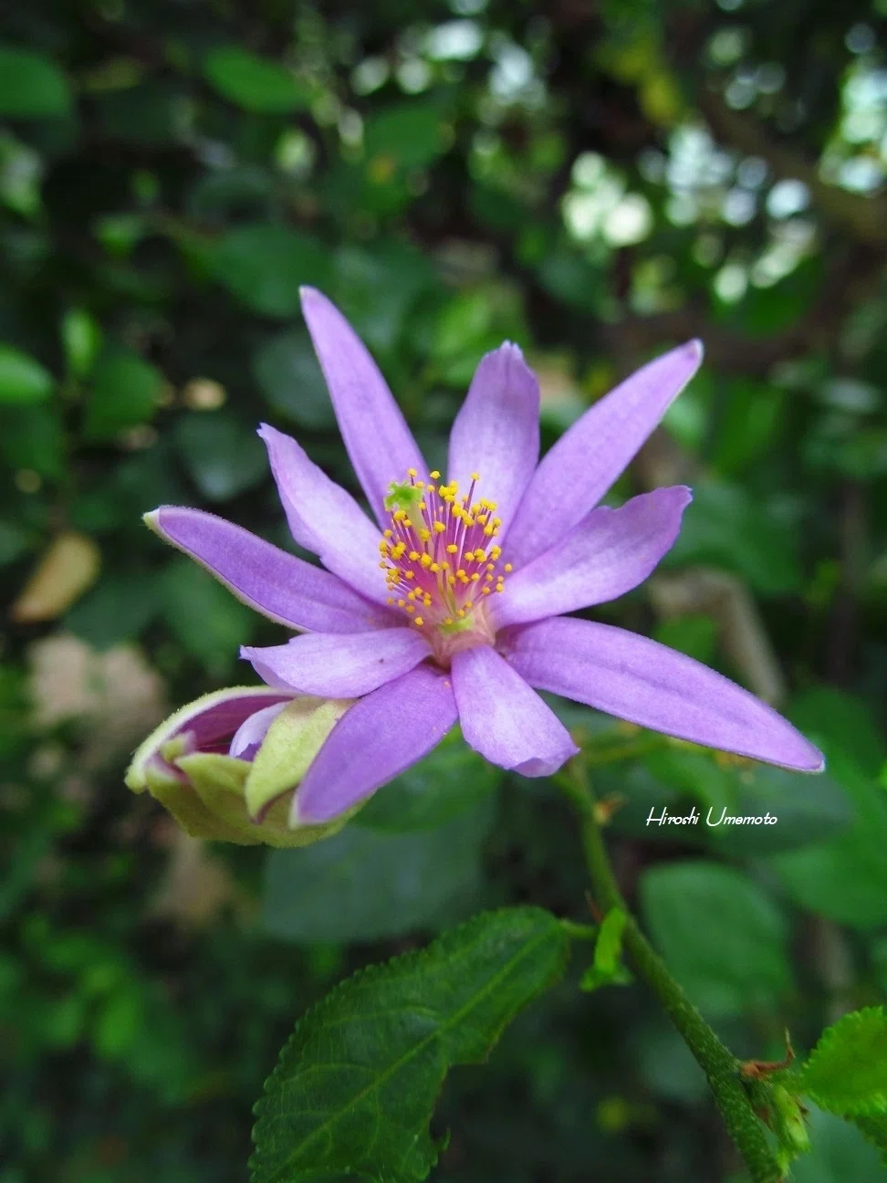 スイレンボク（睡蓮木）Grewia occidentalis｜ume_hiro
