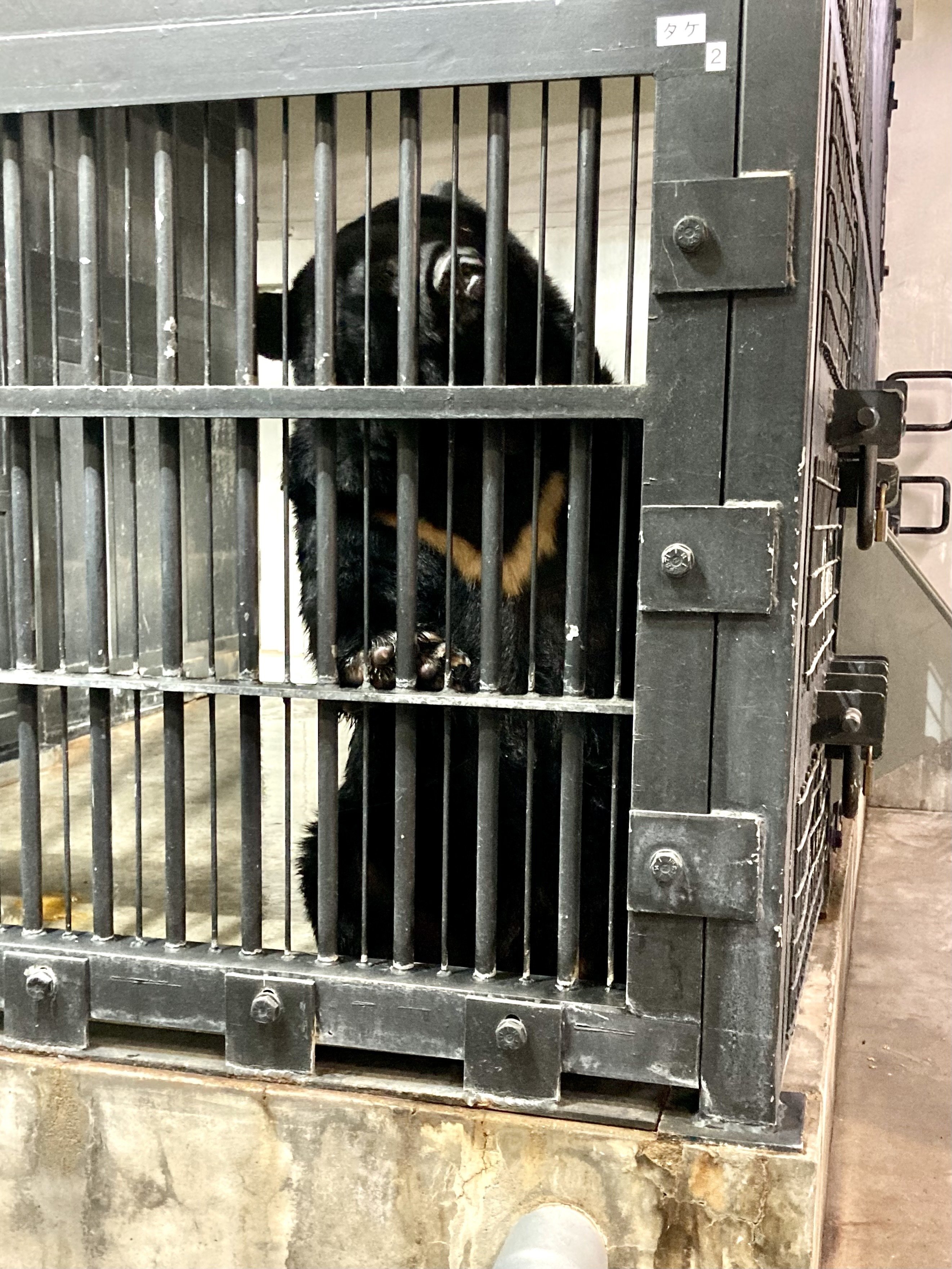 本格的モヘヤの熊 置物 動物 立つ熊 クマ 特大 高さ131cm おしゃれ 大きい 玄関