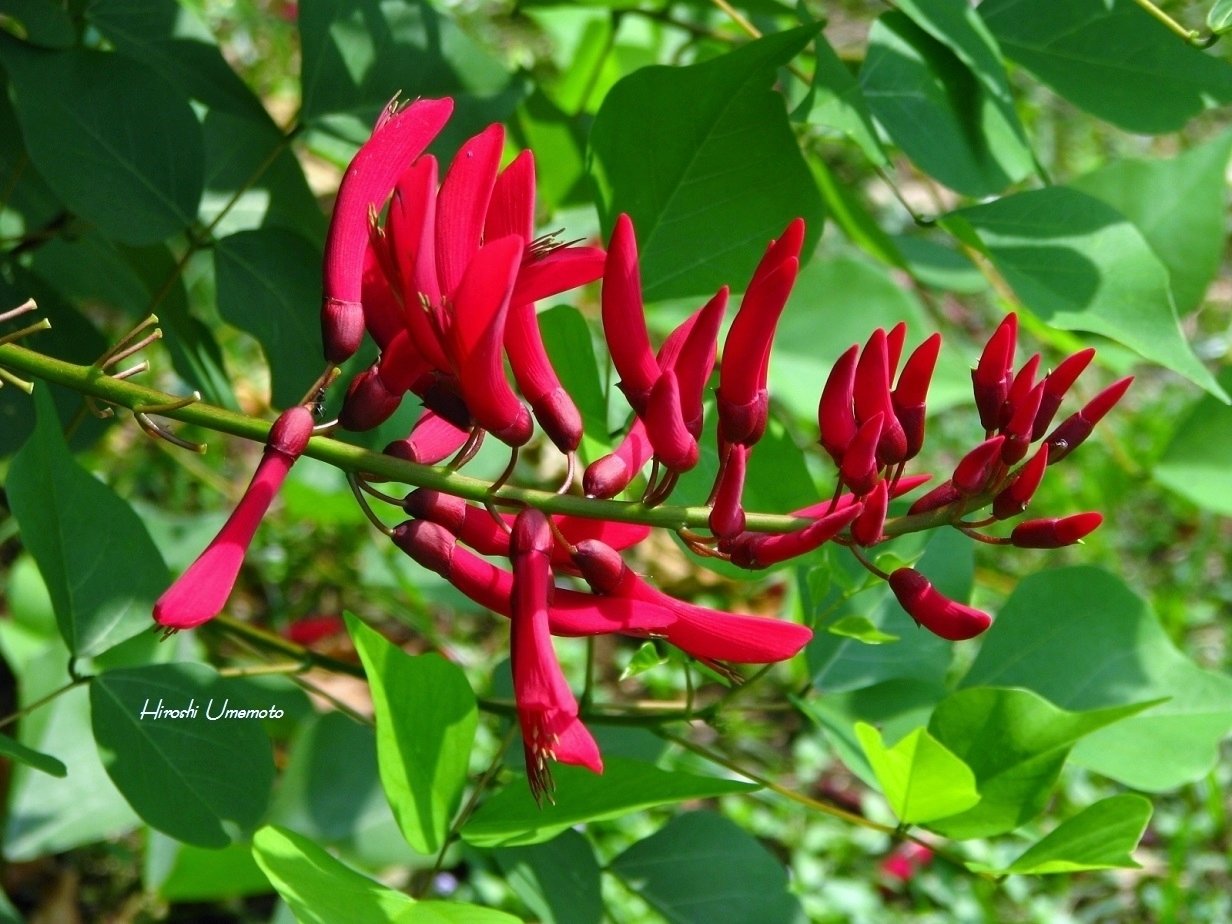 サンゴシトウ　珊瑚紫桐　梯梧　落葉樹 約1.5メートル サンゴシトウ 珊瑚紫桐 梯梧 落葉樹 約1.5メートル