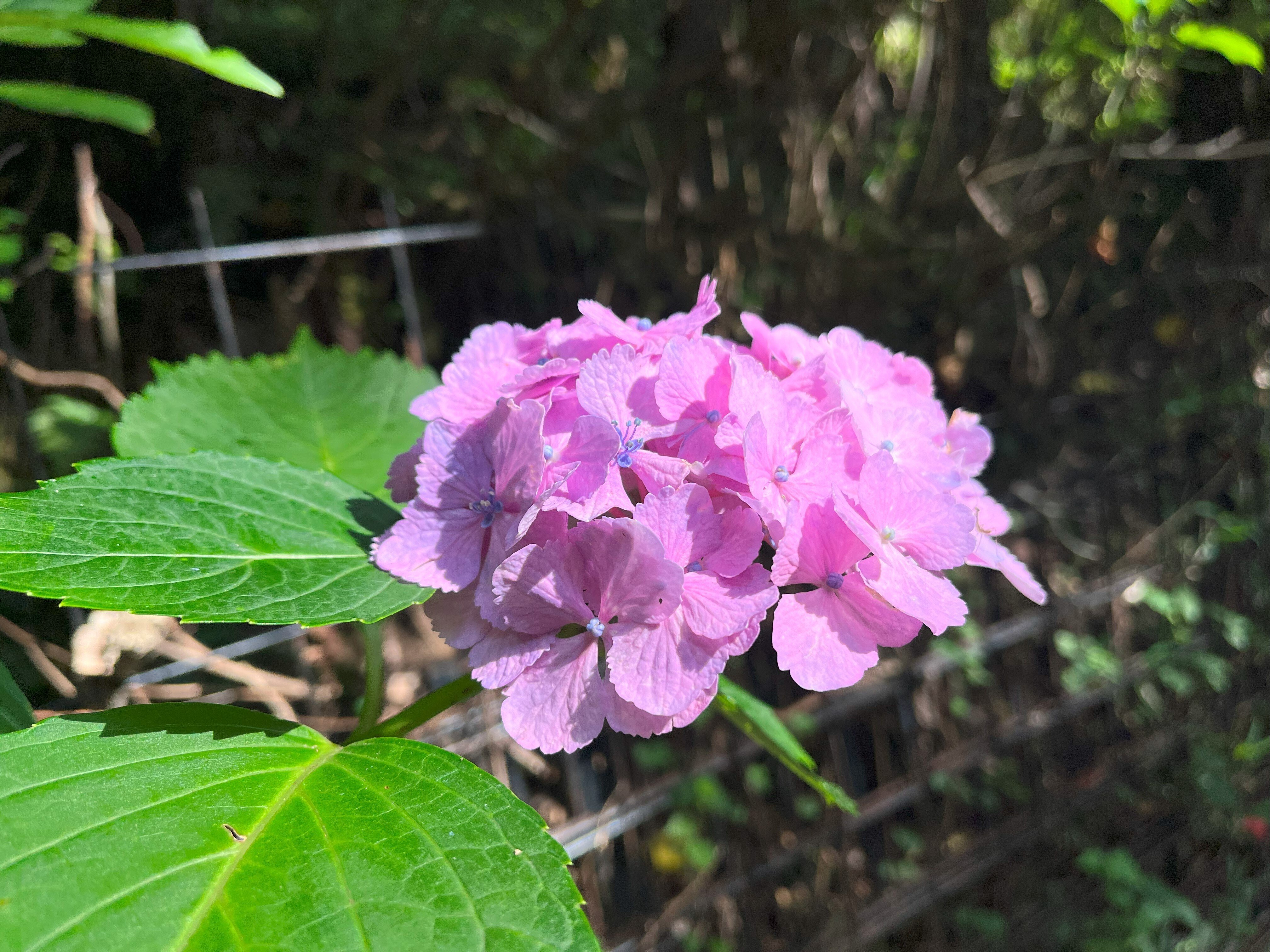 道端に咲く紫陽花まとめ2024 part2｜かぼちゃかべ