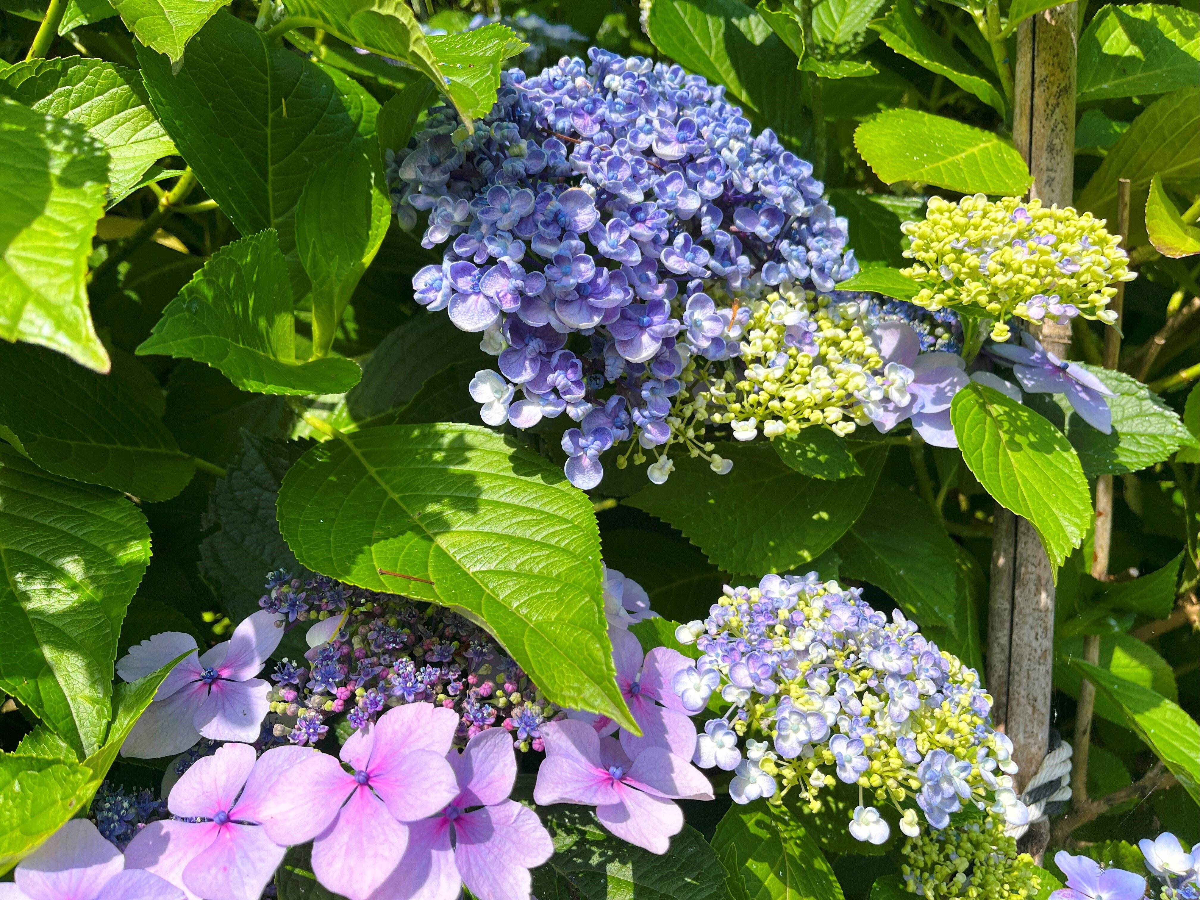 道端に咲く紫陽花まとめ2024 part2｜かぼちゃかべ