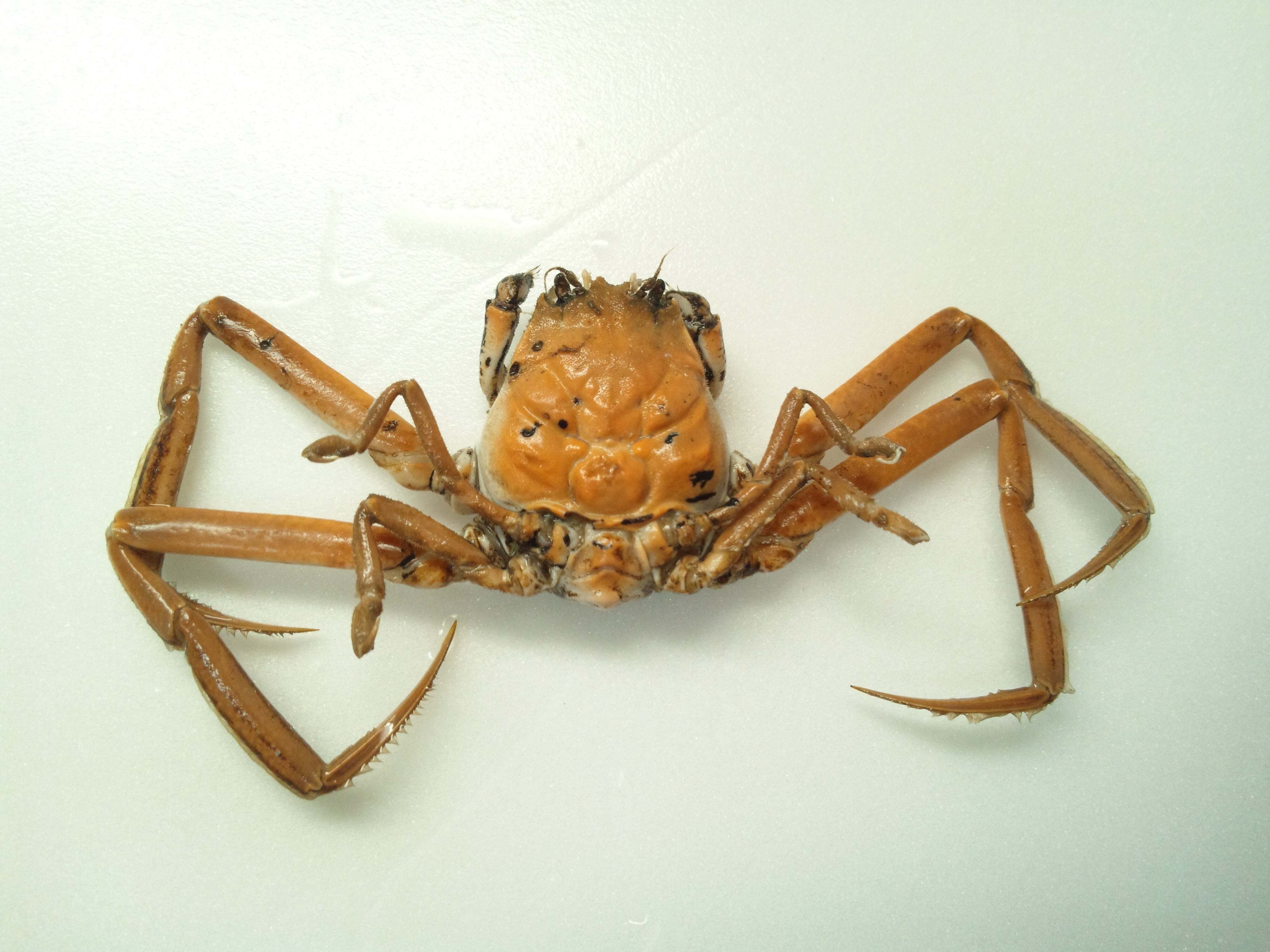 2匹剥製 シン・平家物語｜魚道部！/ 剥製師 力石眞弘 (ﾁｶﾗｲｼ ﾏｻﾋﾛ)