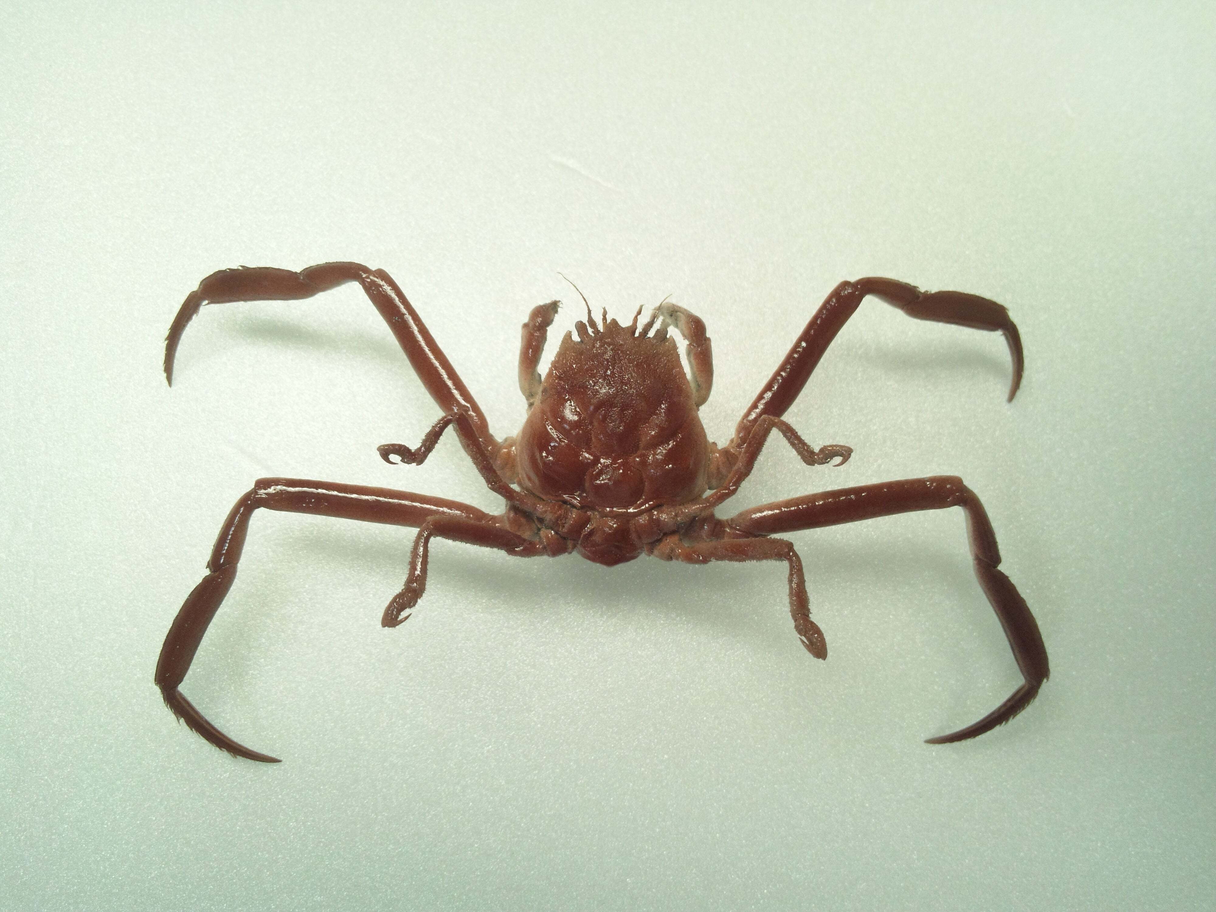 シン・平家物語｜魚道部！/ 剥製師 力石眞弘 (ﾁｶﾗｲｼ ﾏｻﾋﾛ)