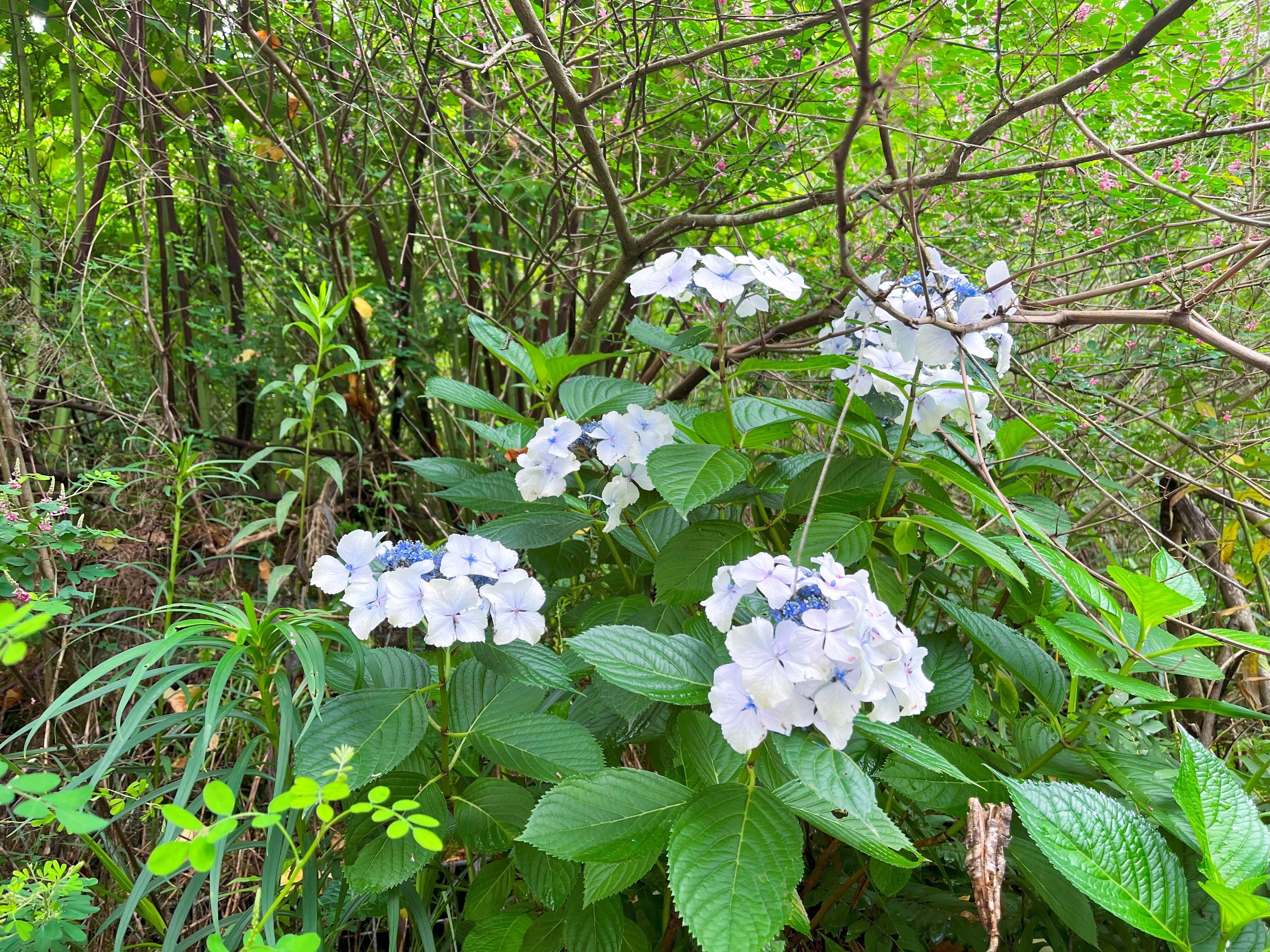 紫陽花　確認用 薄紫色の紫陽花（あじさい） – フリー（無料）写真素材 ダウンロード