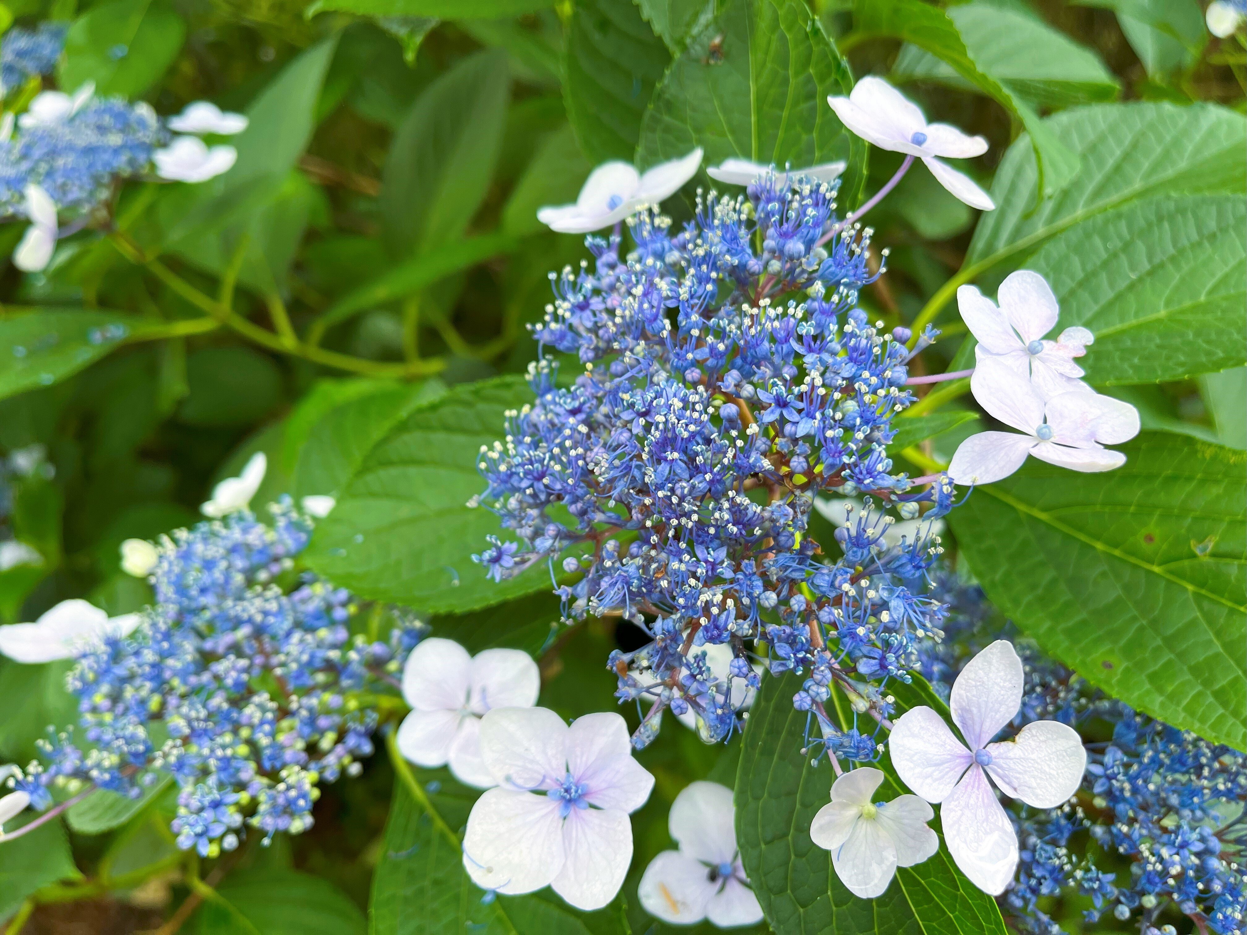 道端に咲く紫陽花まとめ2024 part2｜かぼちゃかべ