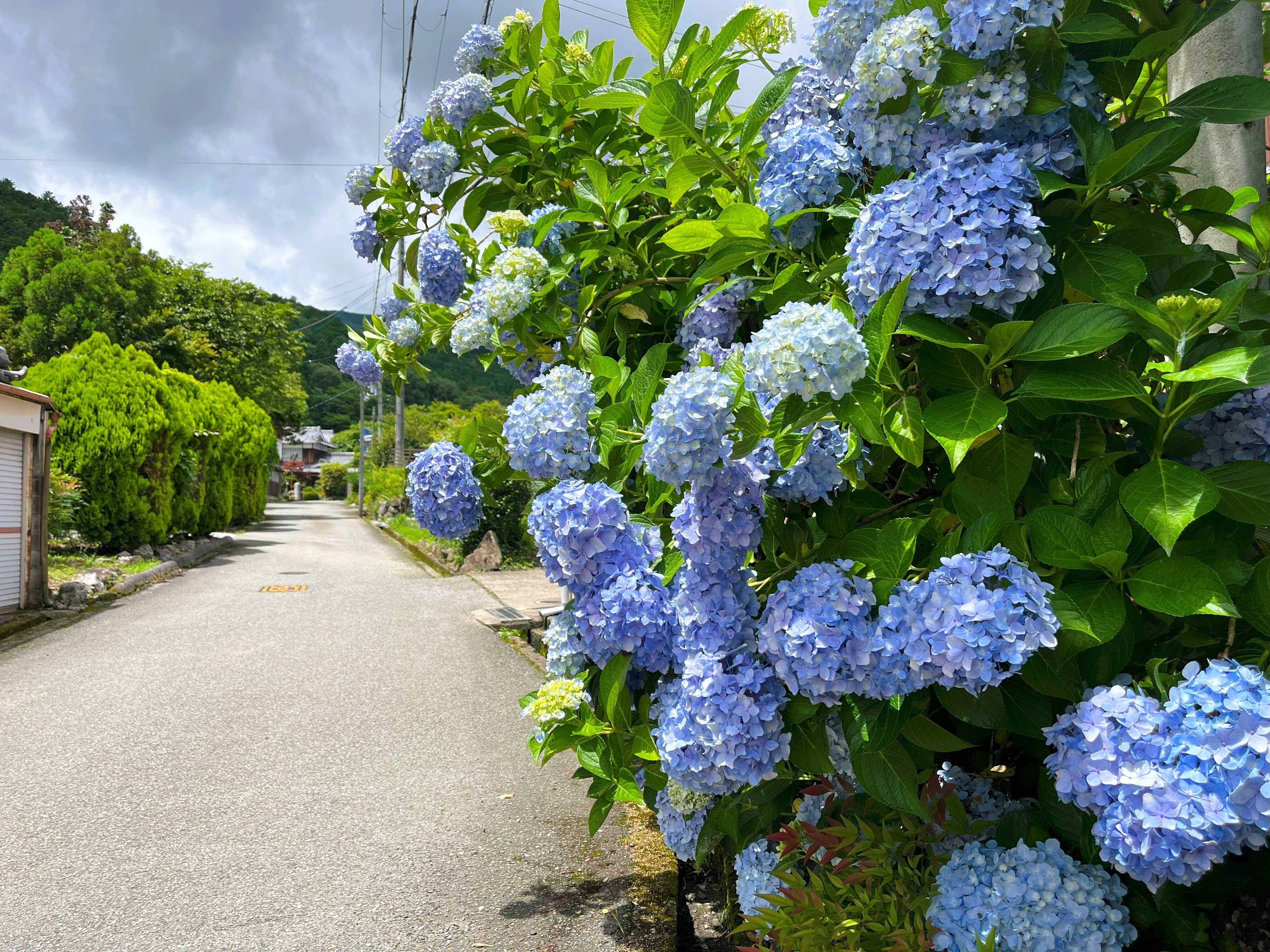 道端に咲く紫陽花まとめ2024 part2｜かぼちゃかべ