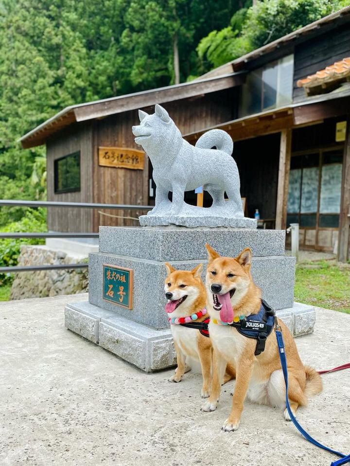 島根県益田市の柴犬の聖地｜Mai@柴犬のイラストを描くグラフィック