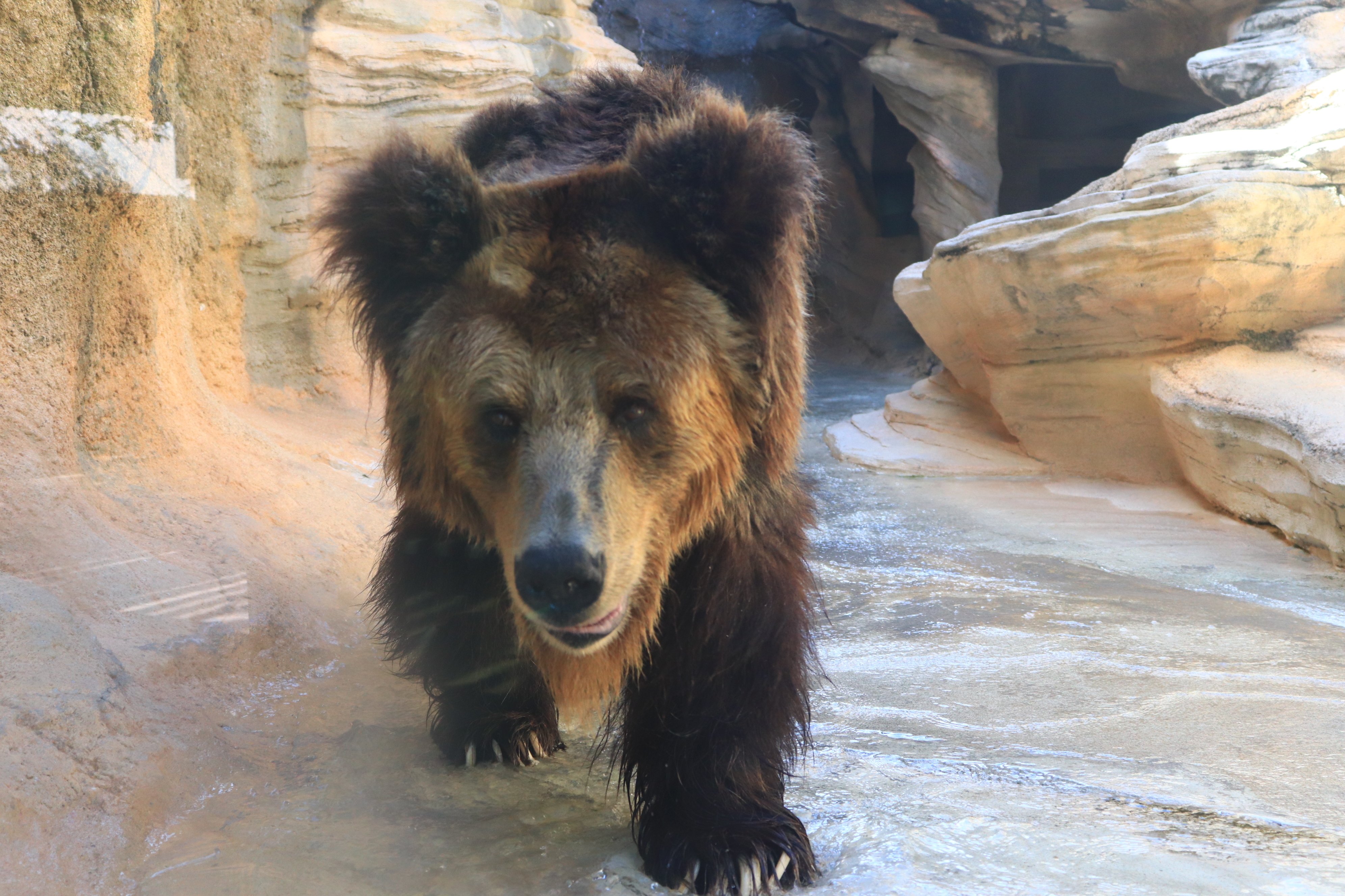 神戸にツキノワグマが現れる日、そのとき私たちはどうする？｜神戸市