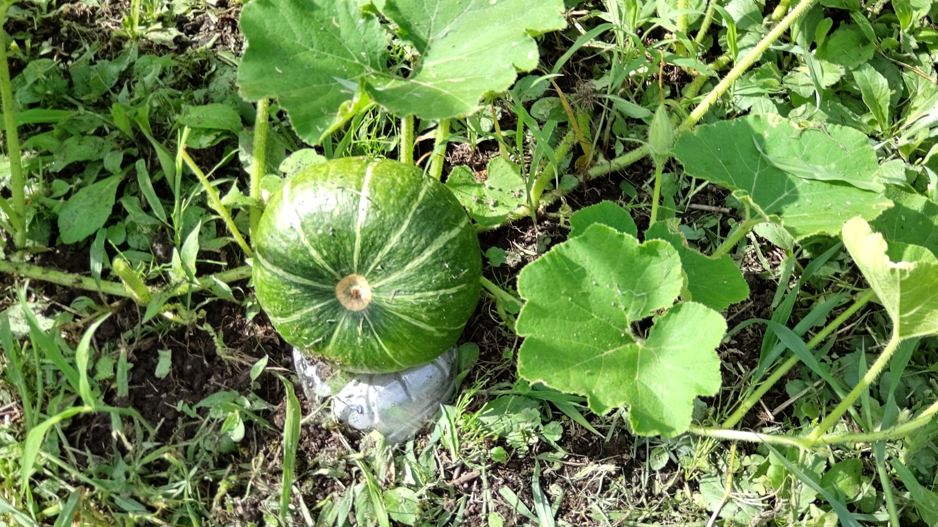 なつの涼み㉖ かぼちゃの実｜UNWIND&KOMOREBI