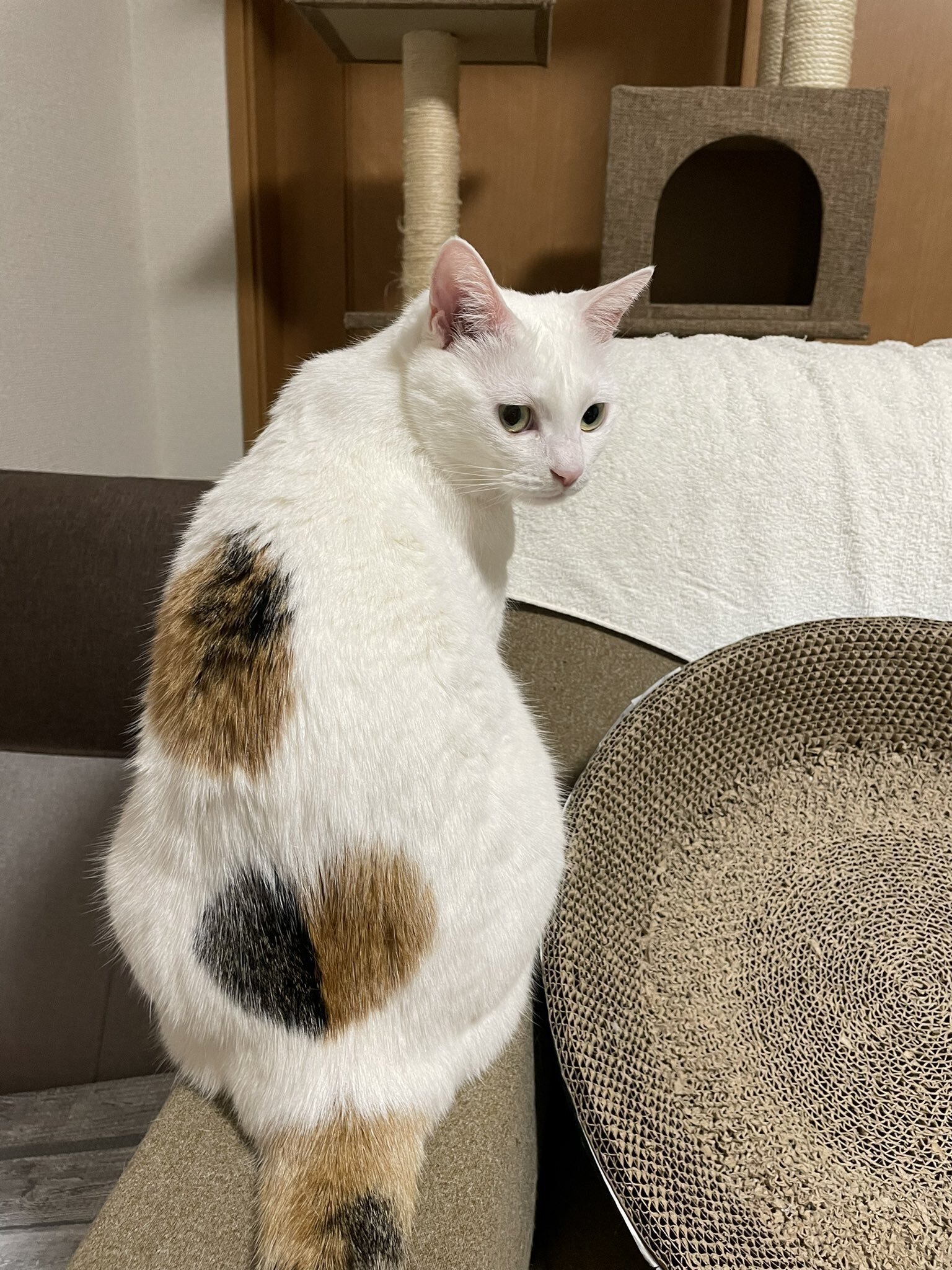 激レアな2色のハート模様を持つ三毛猫ちゃん、段ボールに捨て