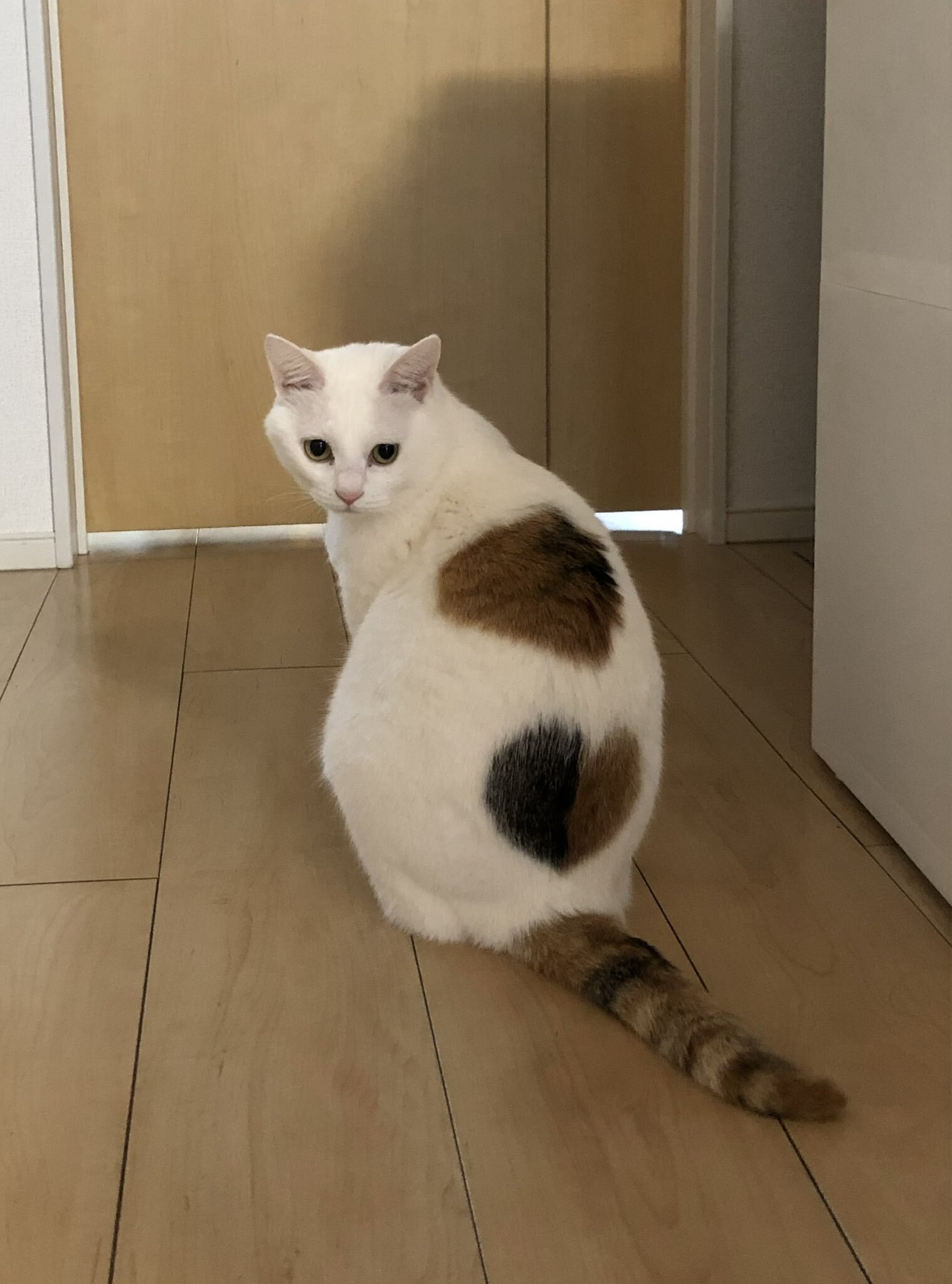 激レアな2色のハート模様を持つ三毛猫ちゃん、段ボールに捨てられてい