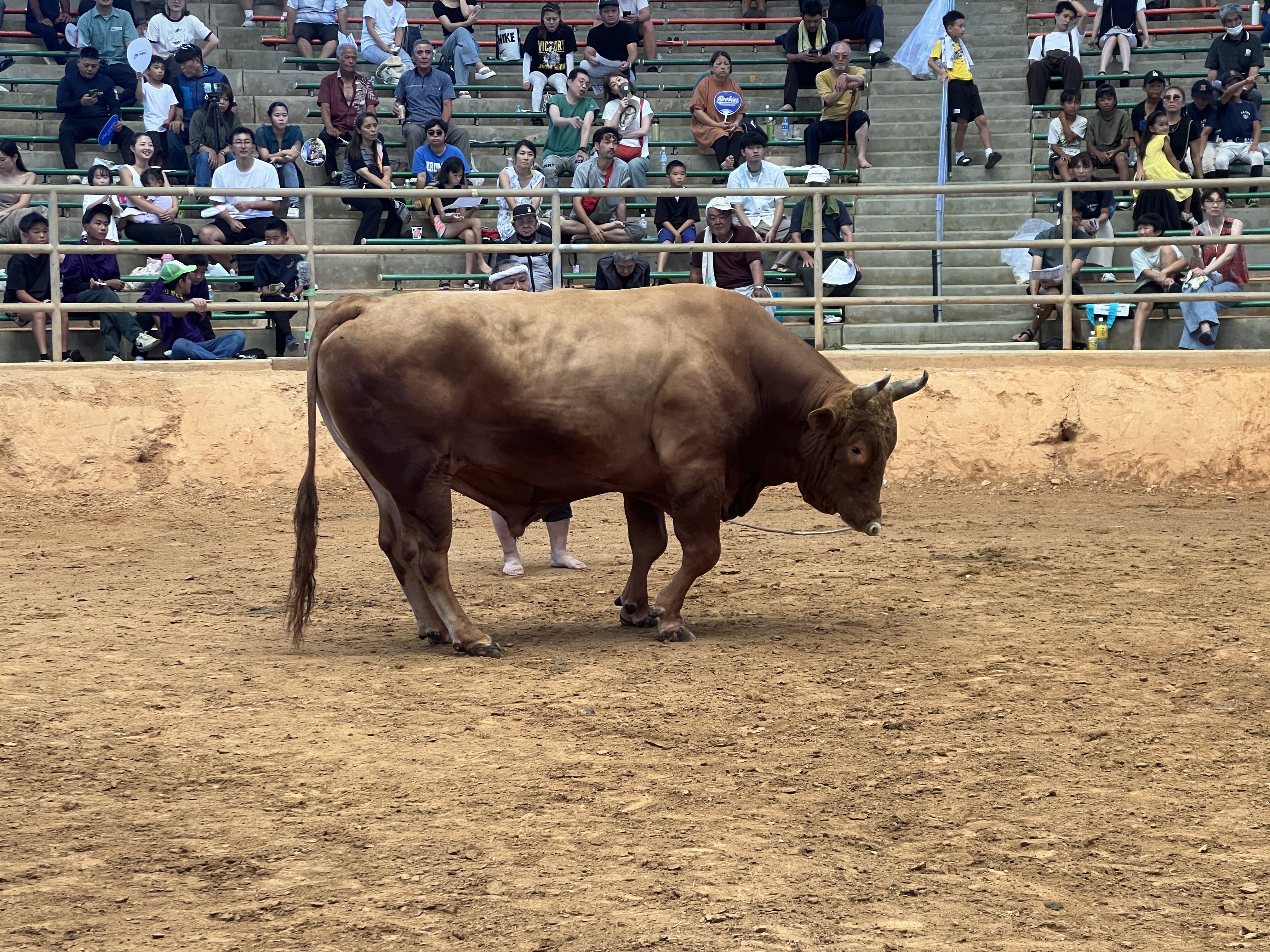 沖縄県うるま市の魂・闘牛を鑑賞！地元のアナウンサーが特別に個別実況