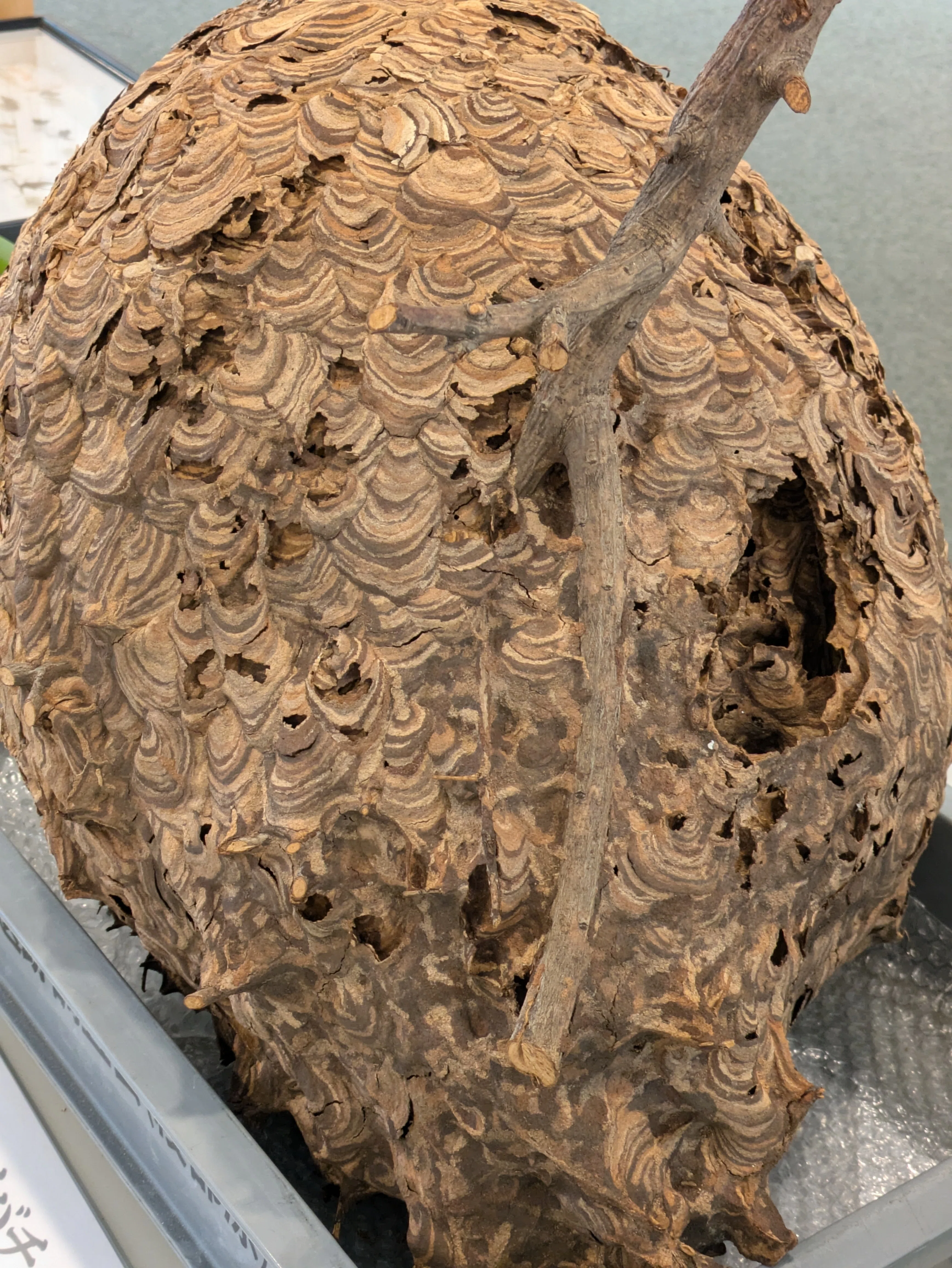 巨大なススメバチの巣と蝉｜kengoken21go