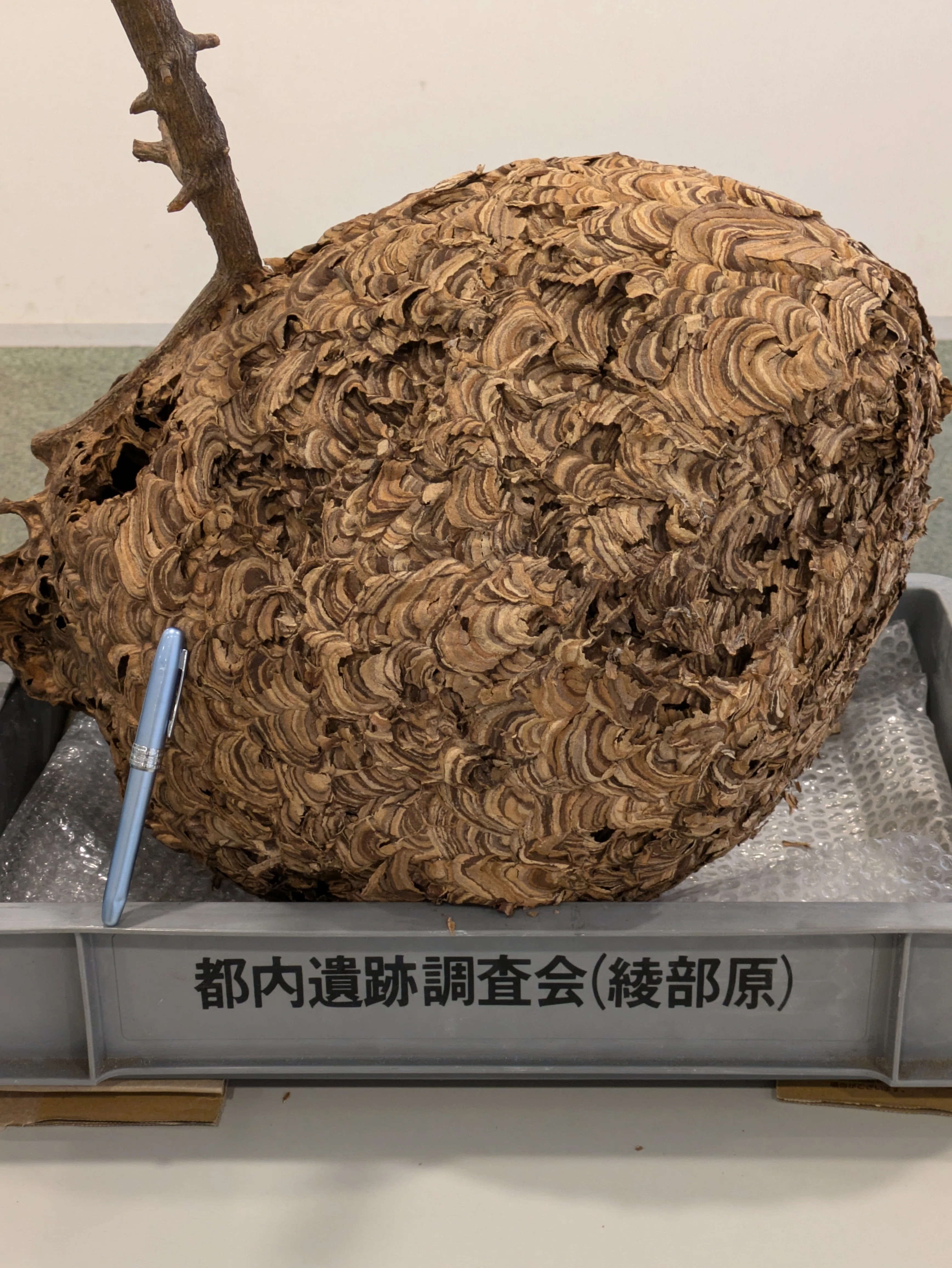 大スズメ蜂の巣 巨大なススメバチの巣と蝉｜kengoken21go