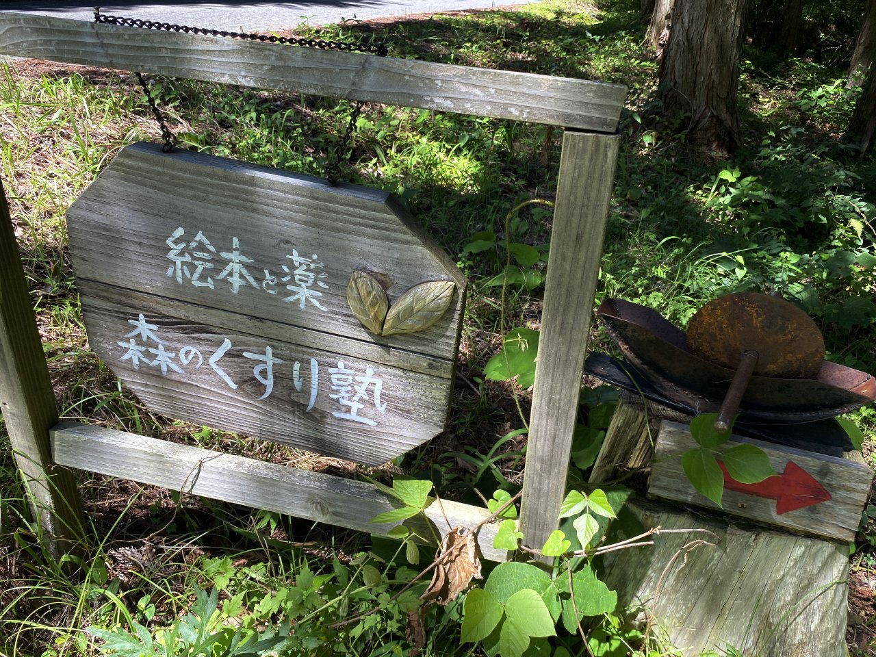 薬木　キハダ　苗　50本セット 薬木 キハダ 苗 50本セット 薬木 キハダ 苗 50本セット 【公式通販】