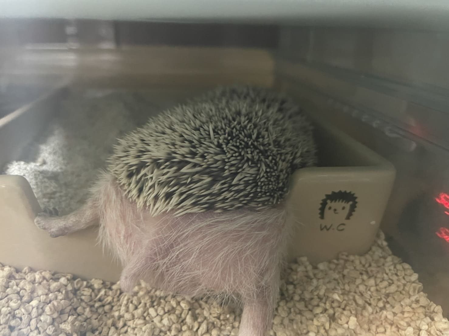 ハリネズミをお迎えして約1年【感想】検討中の方必見｜サミエル