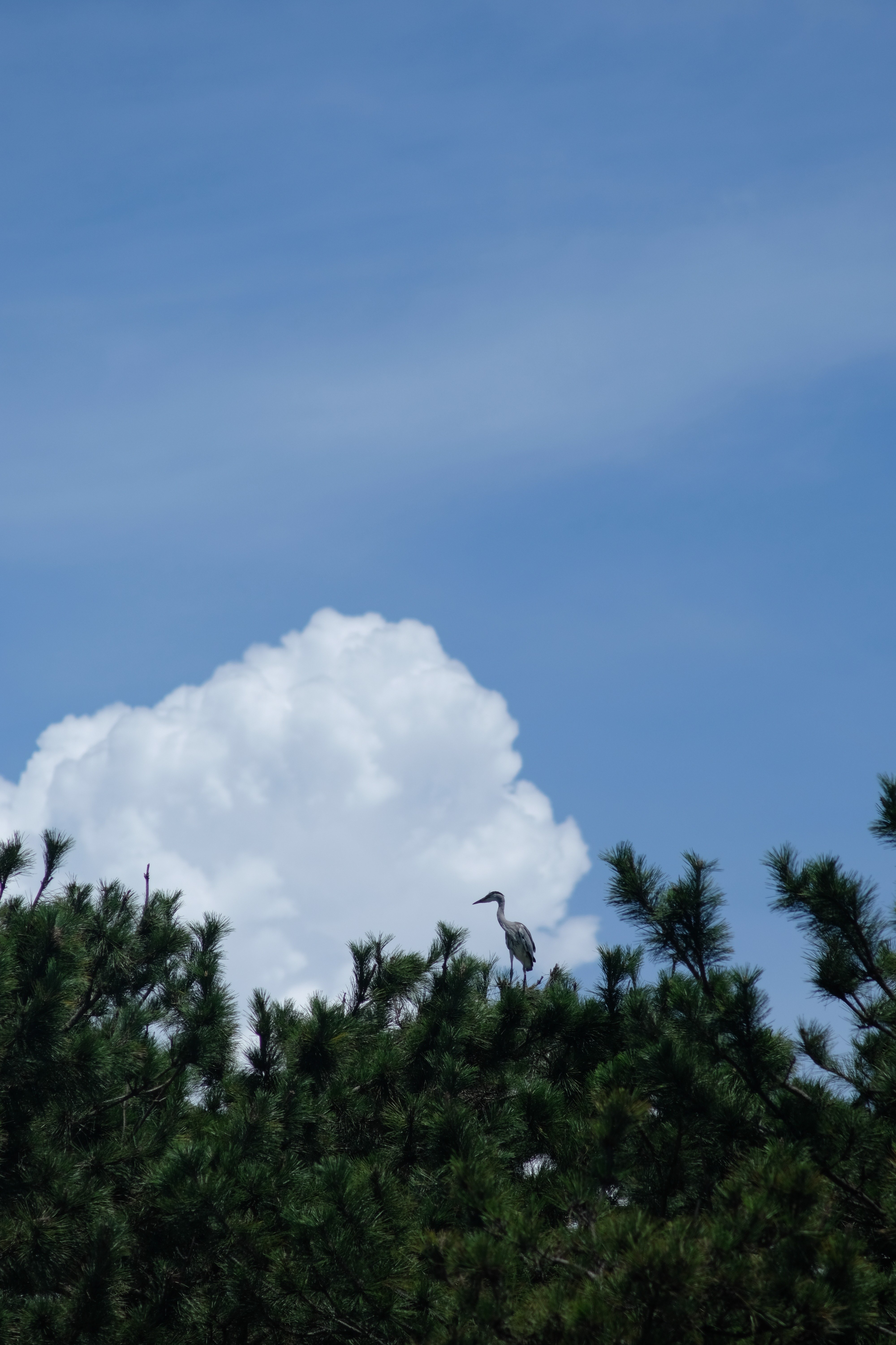 レンズ沼あれこれ：EBC FUJINON-T 200mm F4.5｜ひっくすK