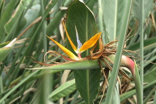 狂い咲き？・・・｜極楽鳥花植物園