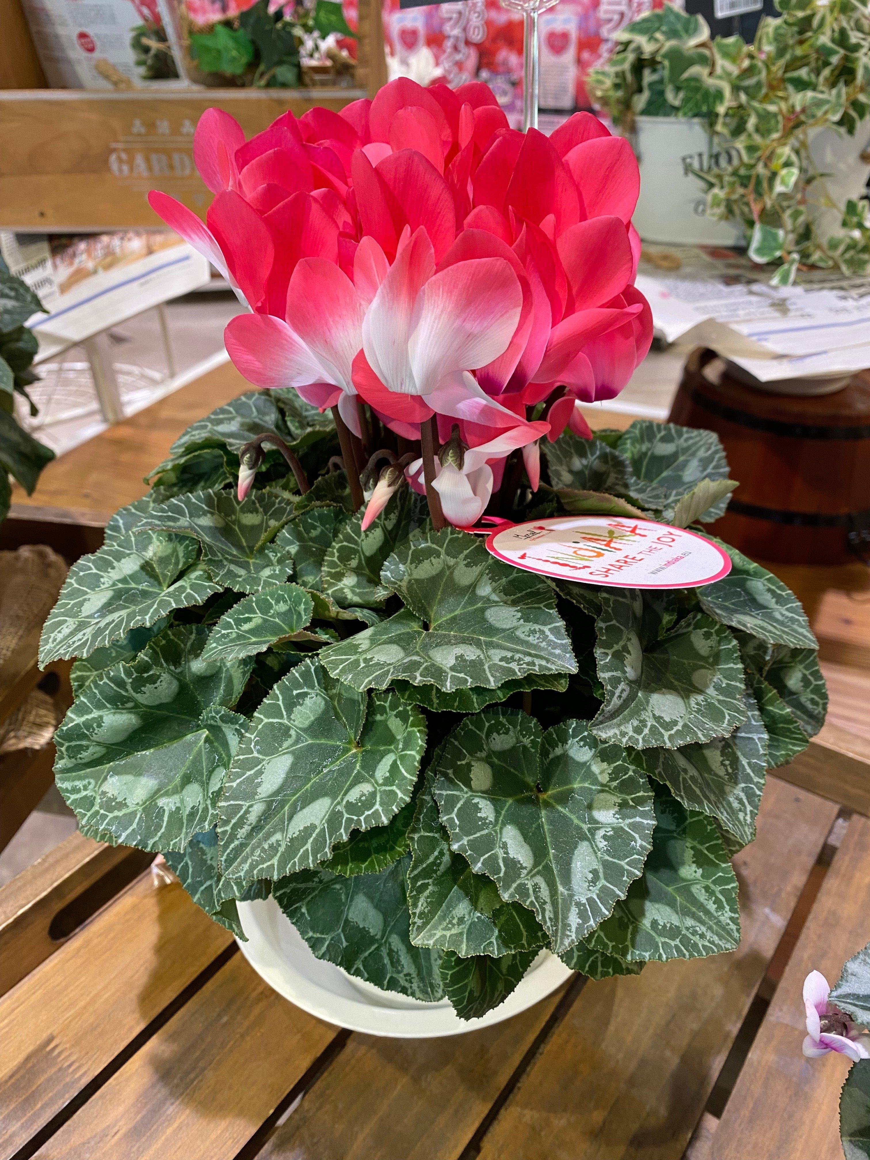 東京・瑞穂町「みずほ育ちのシクラメン」買うならJAタウンで