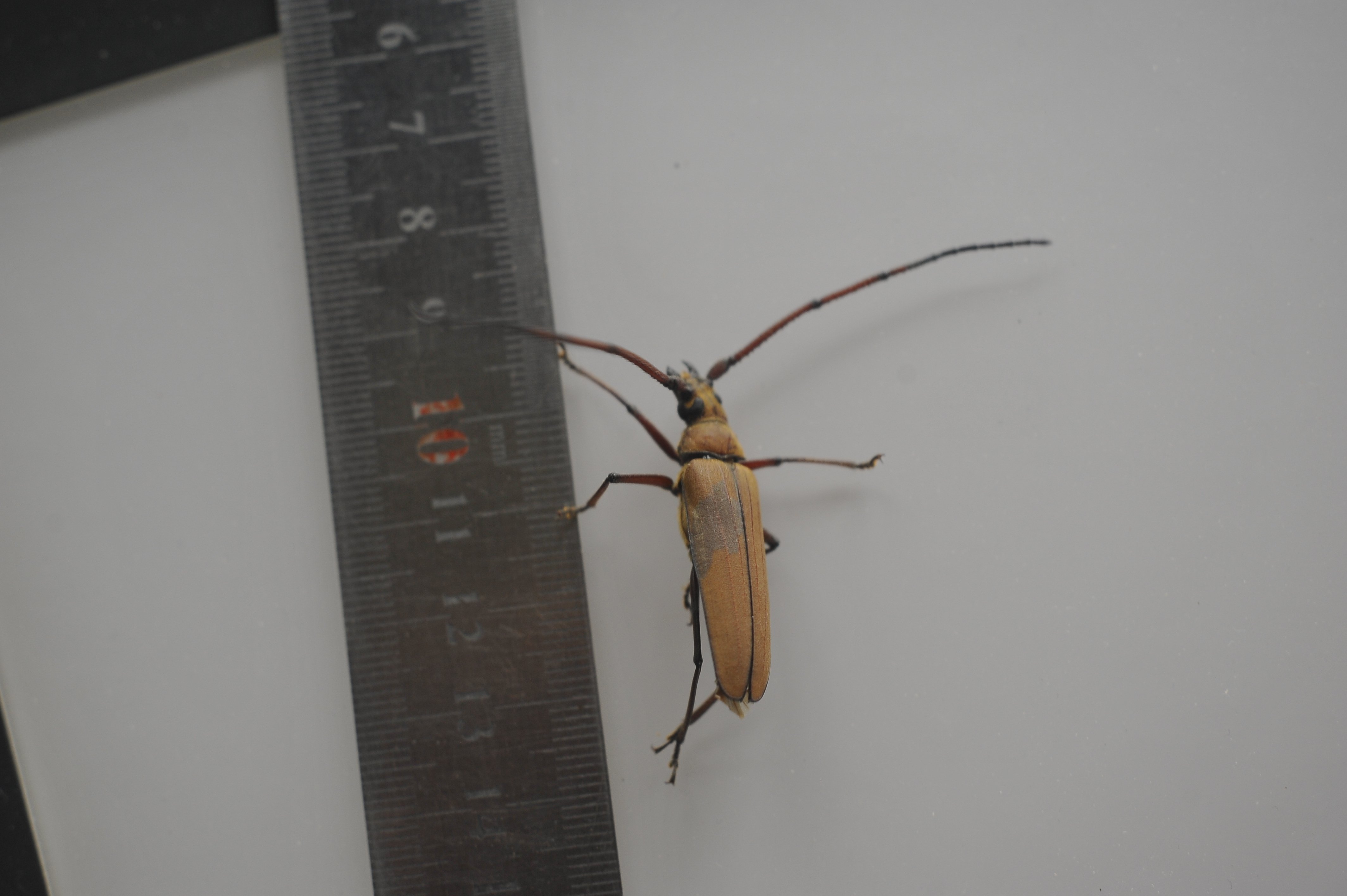 ベトナム、山の家に来る昆虫(6-7月) 名前間違ってたら教えてください