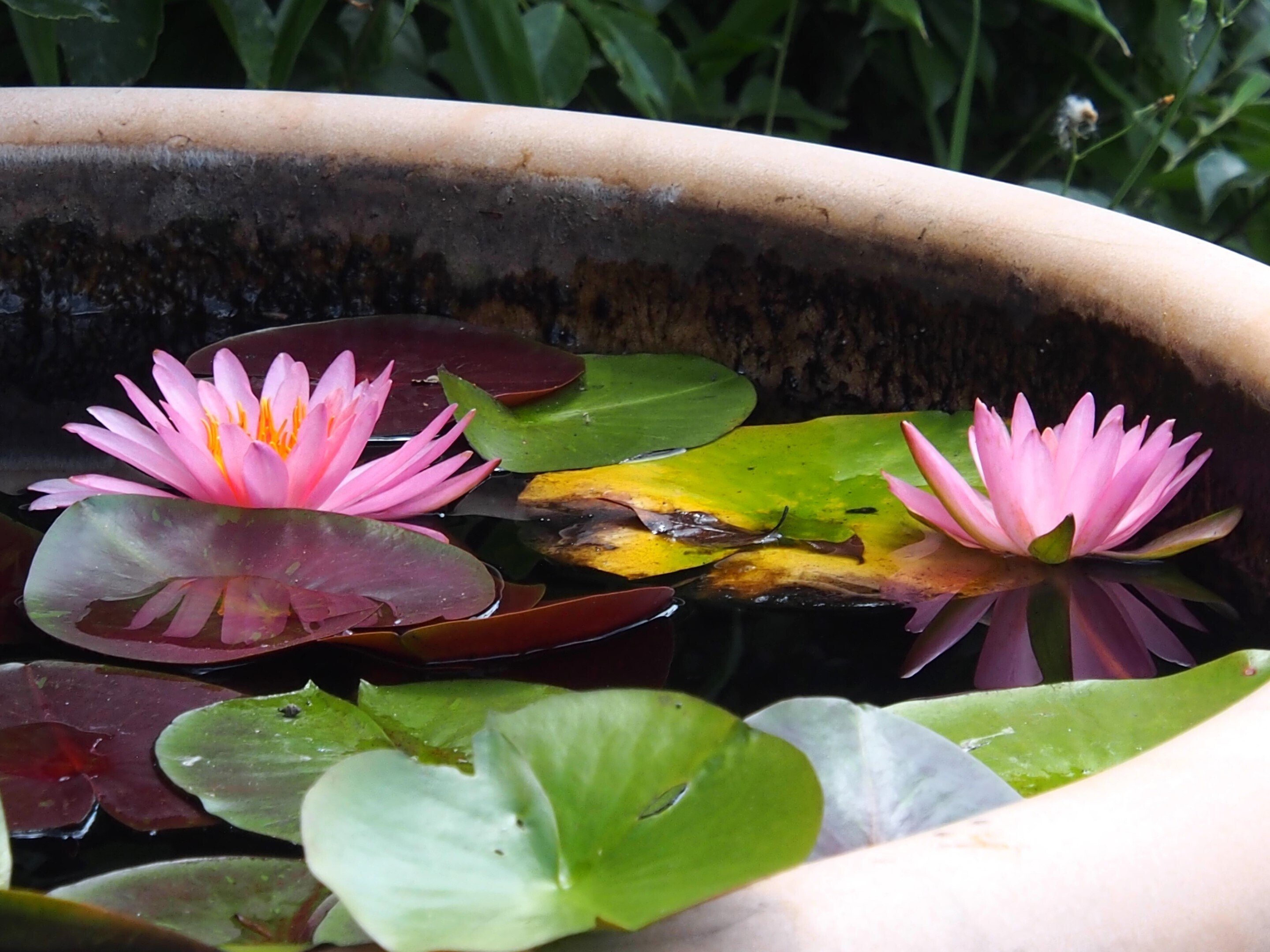 川西市 妙徳寺2024年7月26日【スイレン】｜レタス