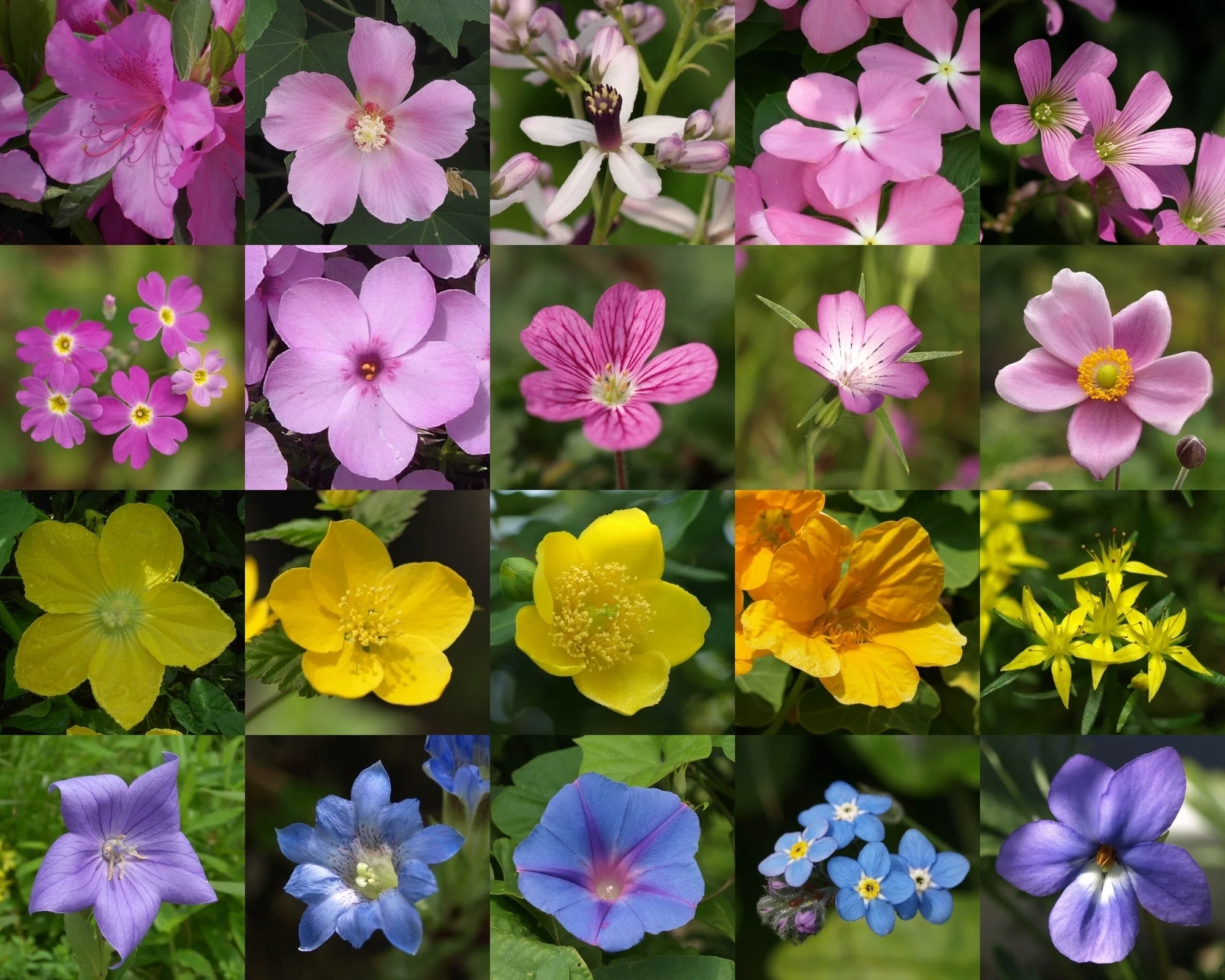花びら5枚の花はなぜ多い｜瀬戸 裕紀
