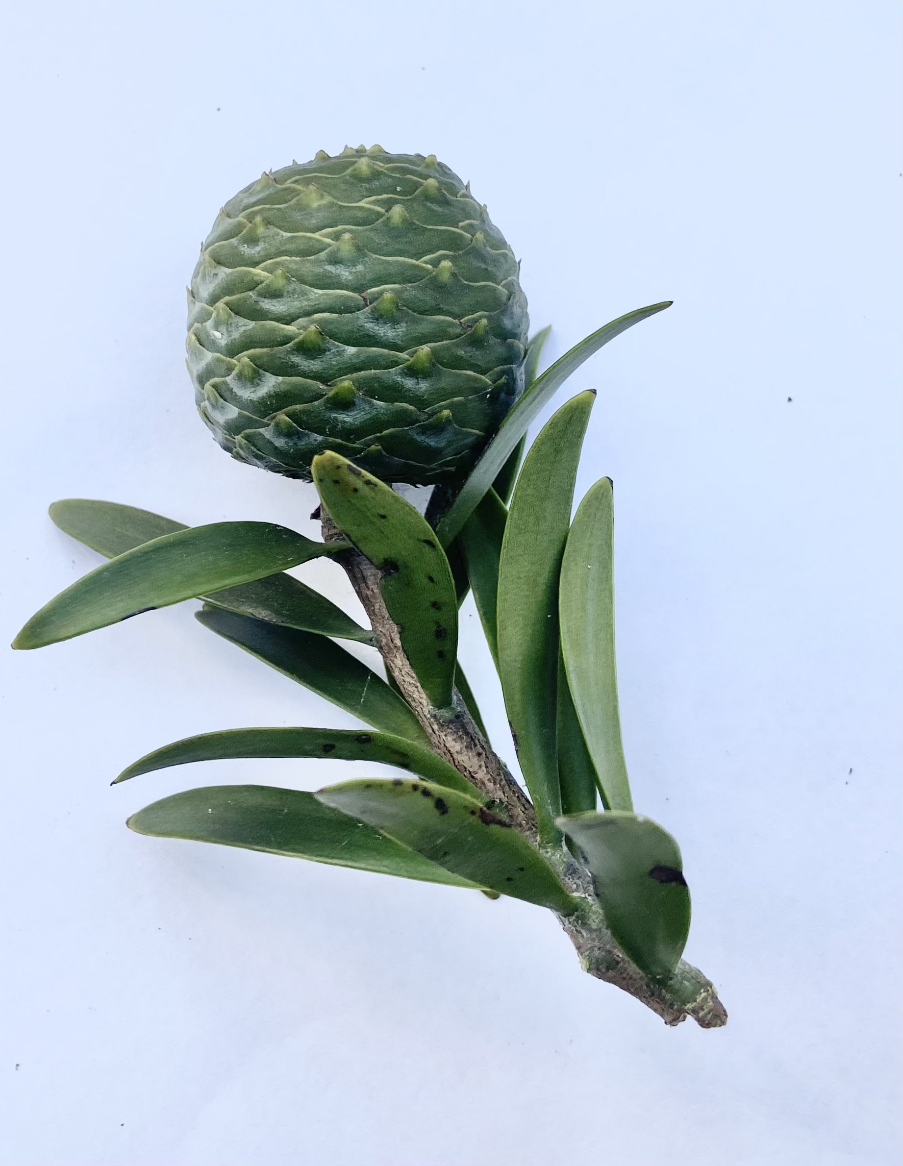 大地よりも古い樹が、消えようとしている 〜ニュージーランドカウリの