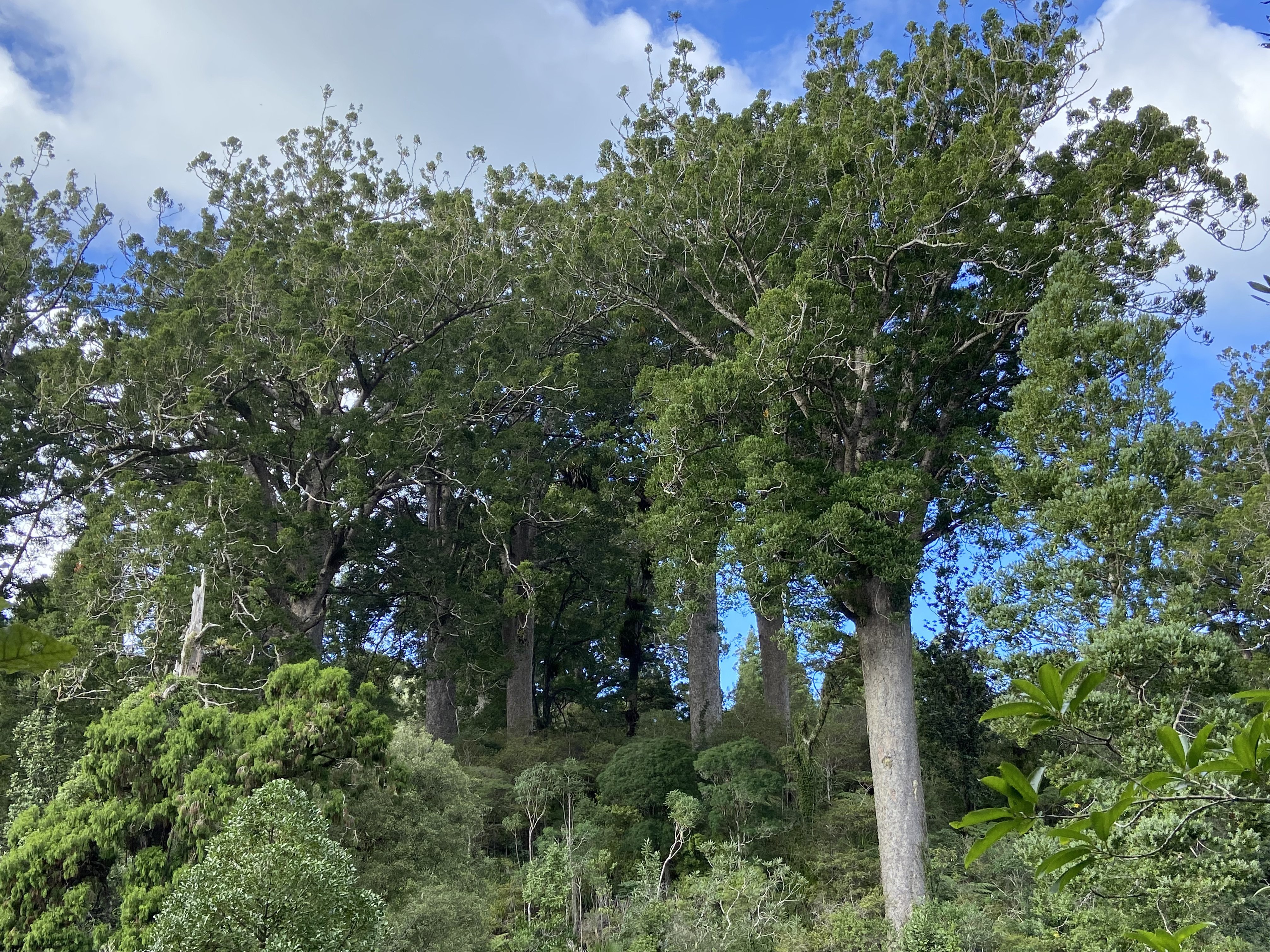 大地よりも古い樹が、消えようとしている 〜ニュージーランドカウリの