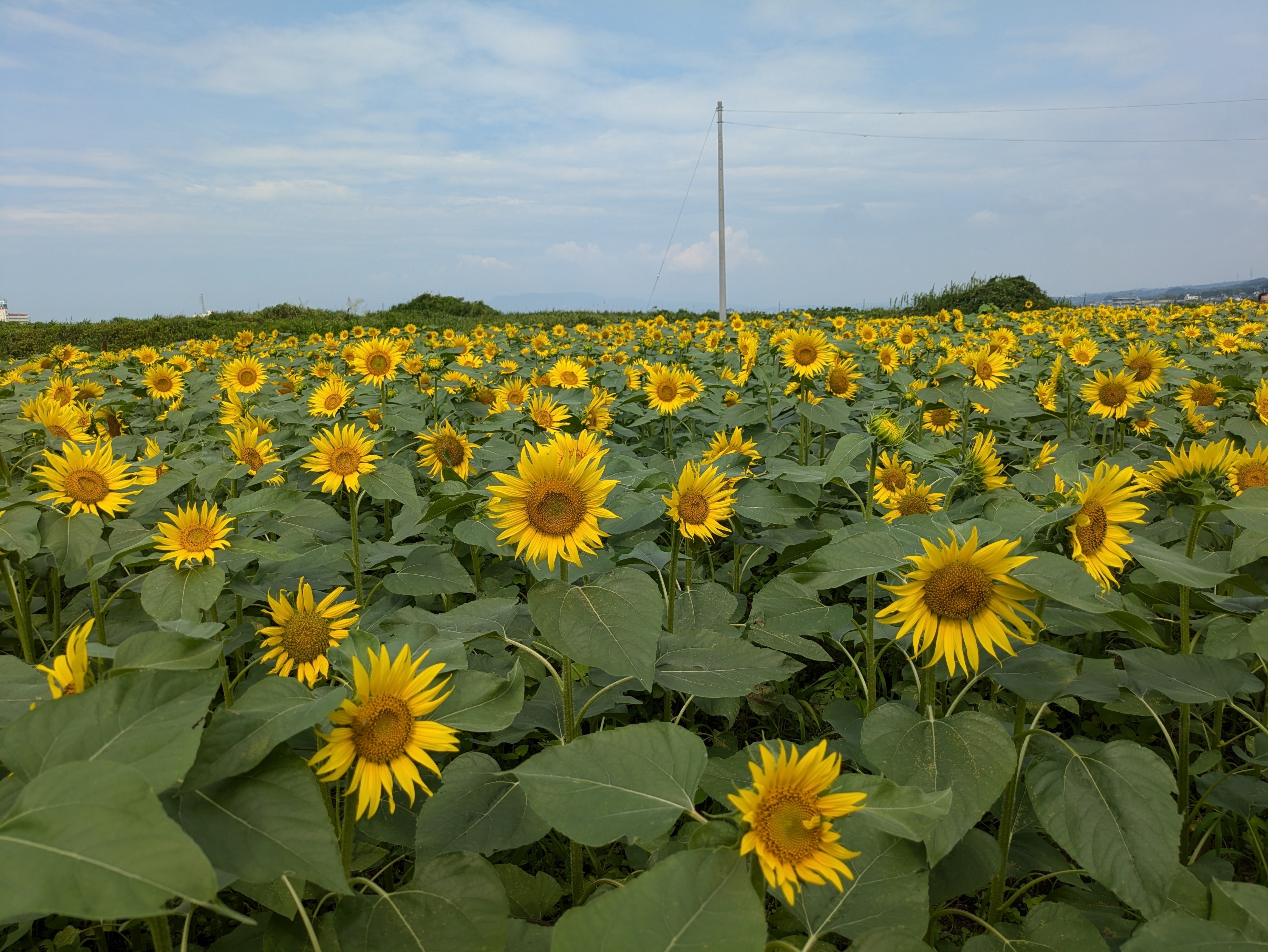 Aqoursと歩んだ”永久”にしたい夏 【狩野川花火/千歌誕沼津】｜中井みこと