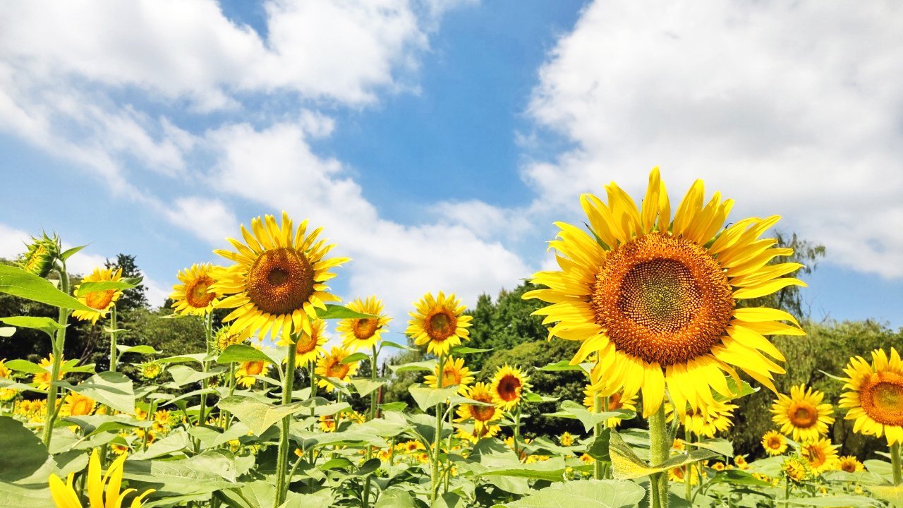 mitukiさま専用 黄昏のひまわり畑ほか　3点おまとめ ひまわり畑を見て泣きかけた夏 後編｜oLca