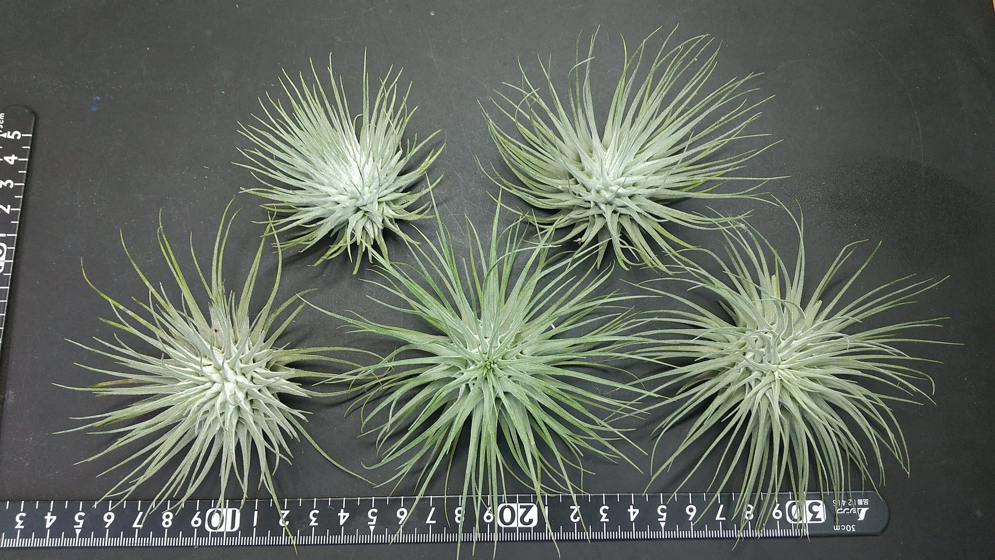 チランジア入荷リスト7/31｜NatureGarden🌿神田