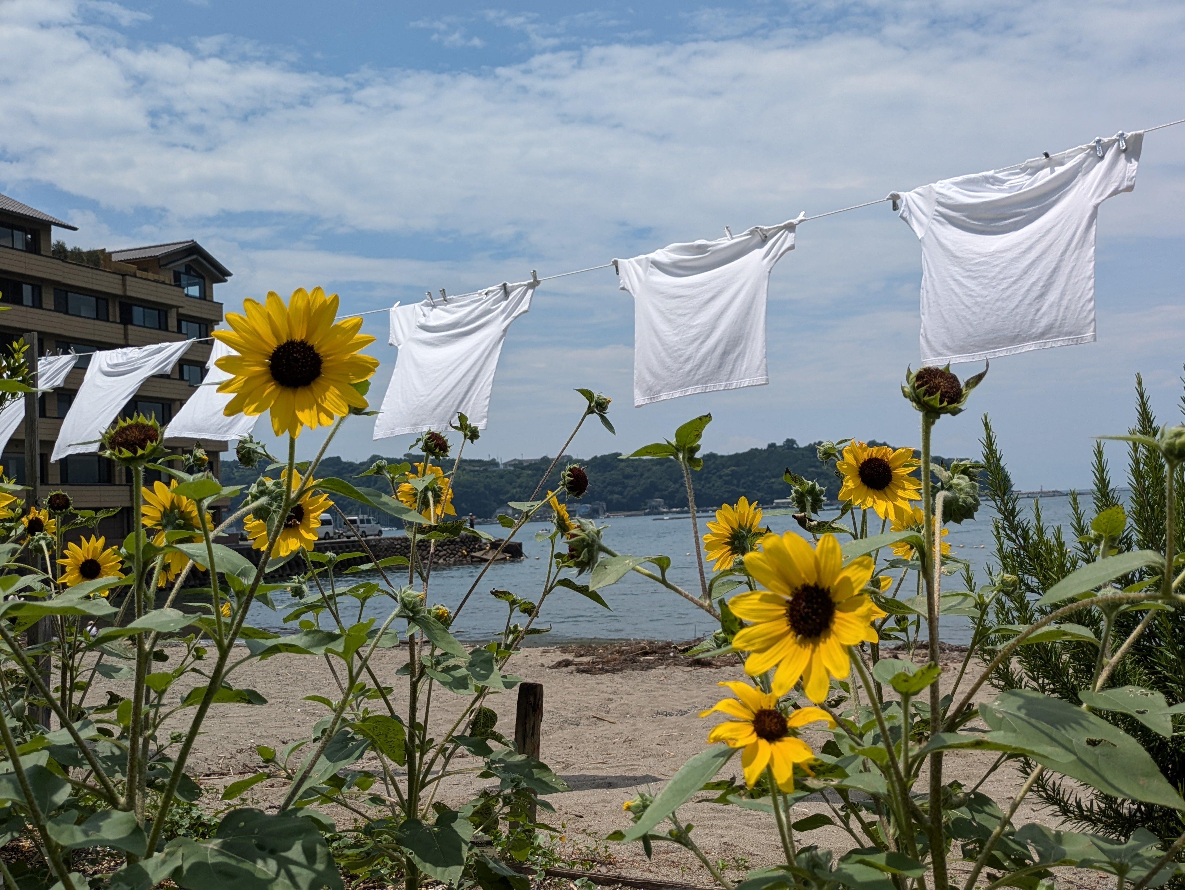 Aqoursと歩んだ”永久”にしたい夏 【狩野川花火/千歌誕沼津】｜中井みこと