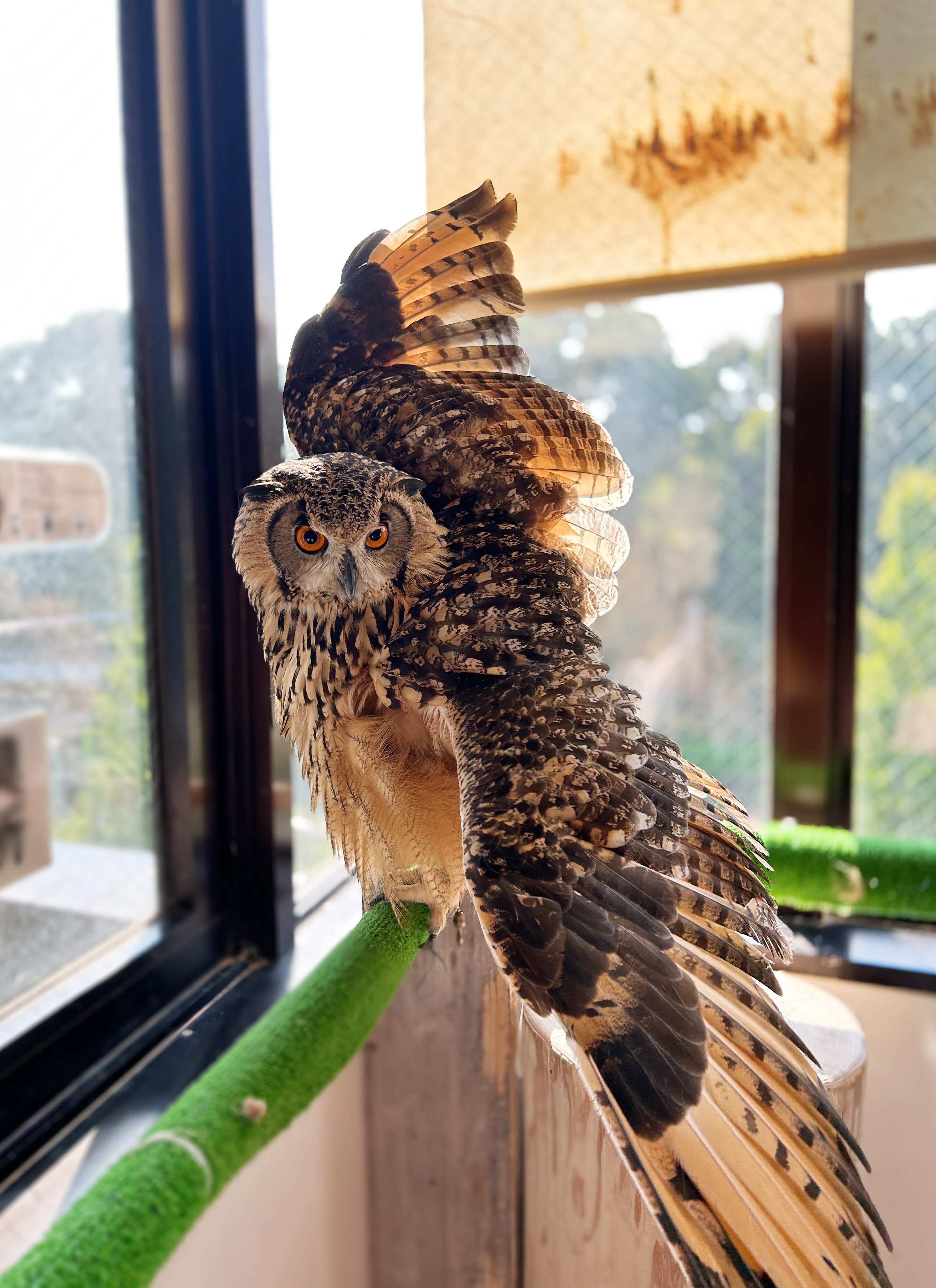 ふくろうとの触れ合い…｜Design YuSena（デザイナー＆絵描き）