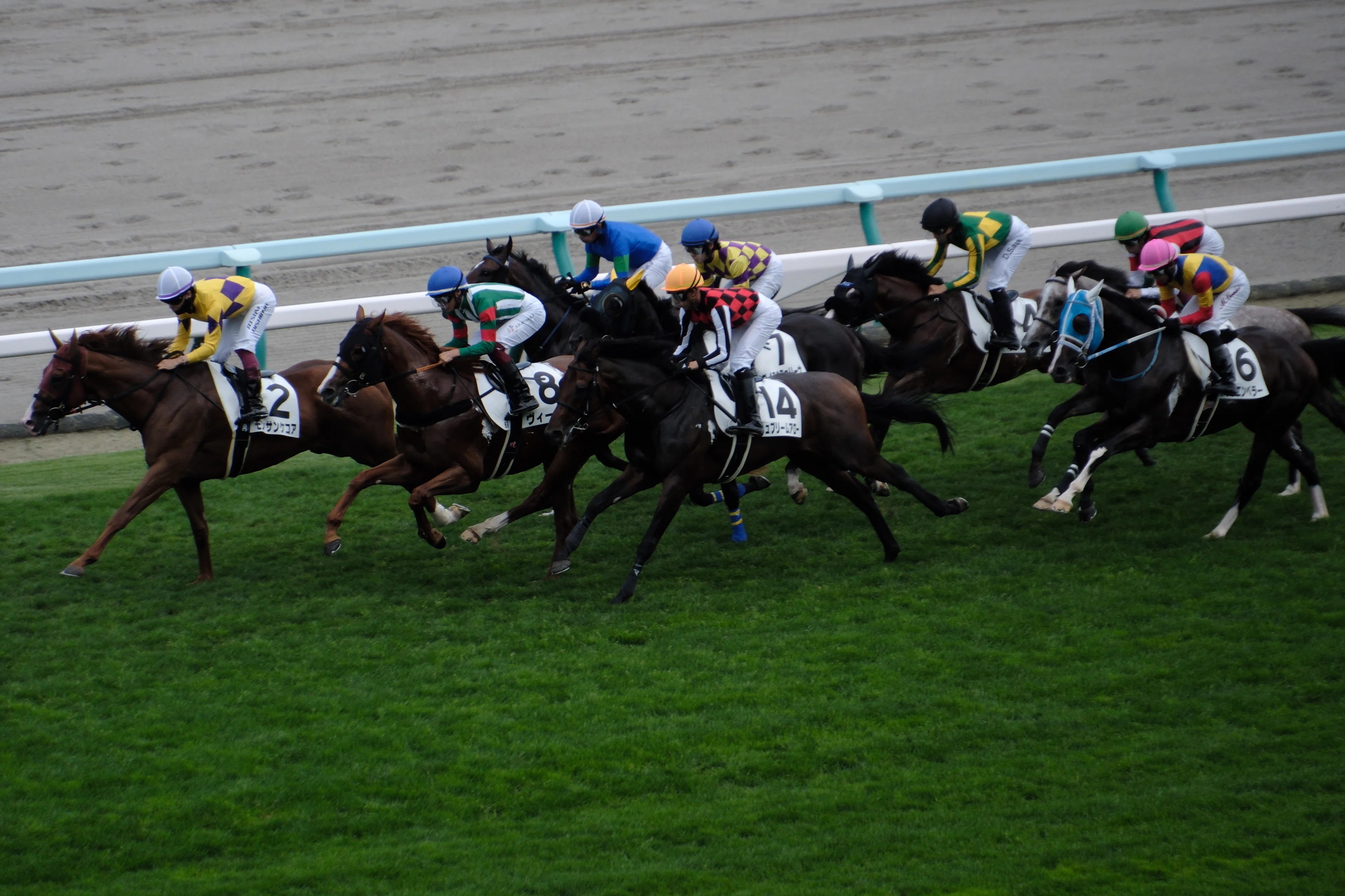競走馬 X-T5】競走馬を撮る～AF性能は向上したのか？｜No.54